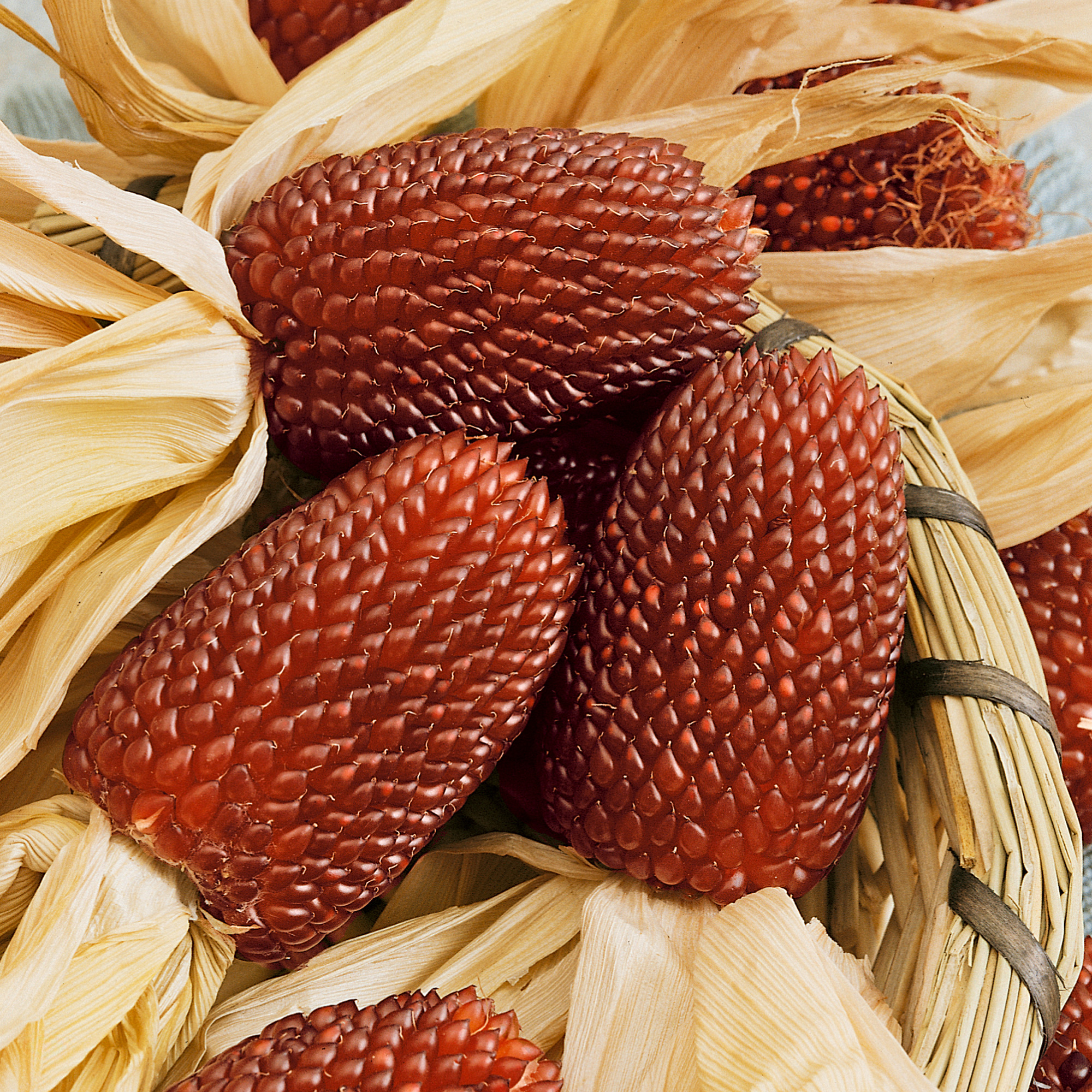 Strawberry Ornamental Corn Seeds - 4 Oz - Heirloom - Vegetable Garden