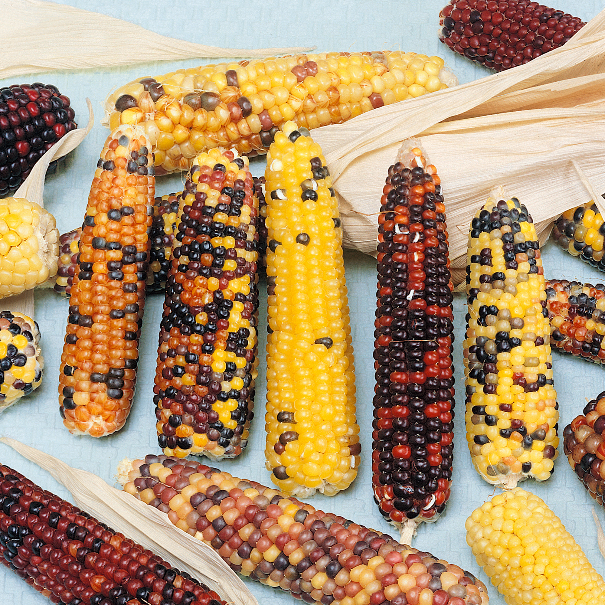 Wampum Ornamental Corn Seeds - 25 Lb Bulk - Heirloom, Farm & Garden