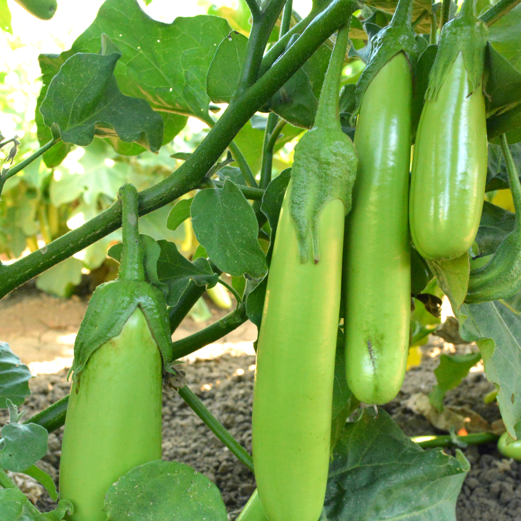 Fingers - Green Eggplant Seeds - 1 Oz - Vegetable Gardening - Non-GMO - Buy Non-GMO Solanum melongena Farm & Gardening Seeds Onl