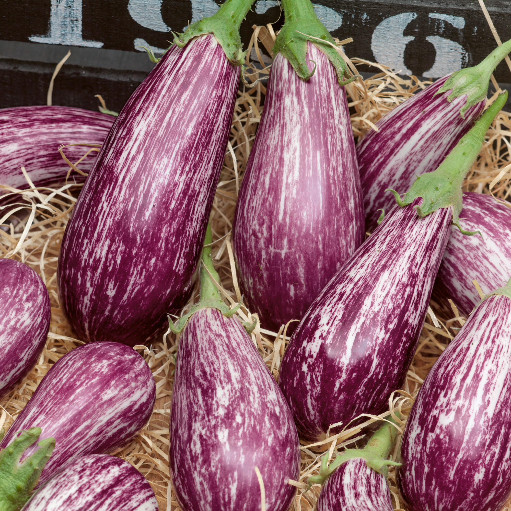 Galaxy of Stars Eggplant Seeds - 1 Oz - Vegetable Garden - Non-GMO