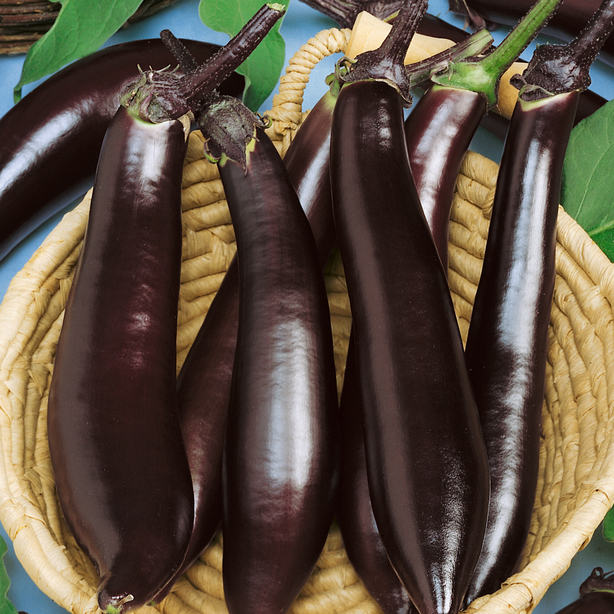 Japanese Pickling Eggplant Seeds - 2 g Packet - Vegetable Garden