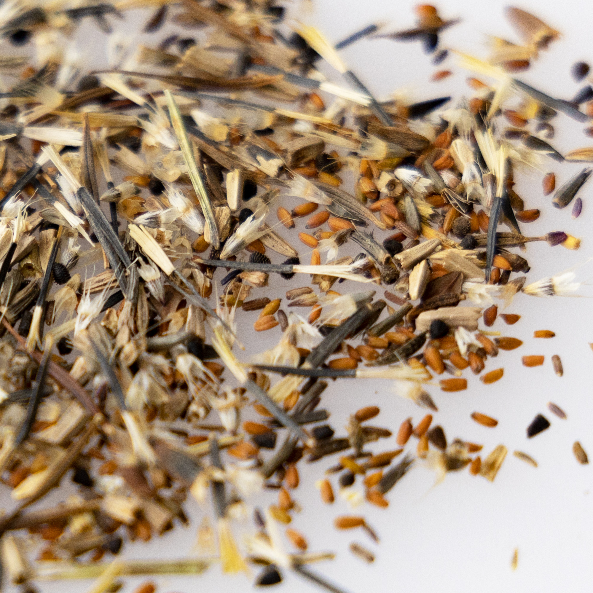 Monarch Butterfly Mix - 5 g Packet ~1,200+ Seeds - Wild Flower Mix - Buy Non-GMO Various Farm & Gardening Seeds Online