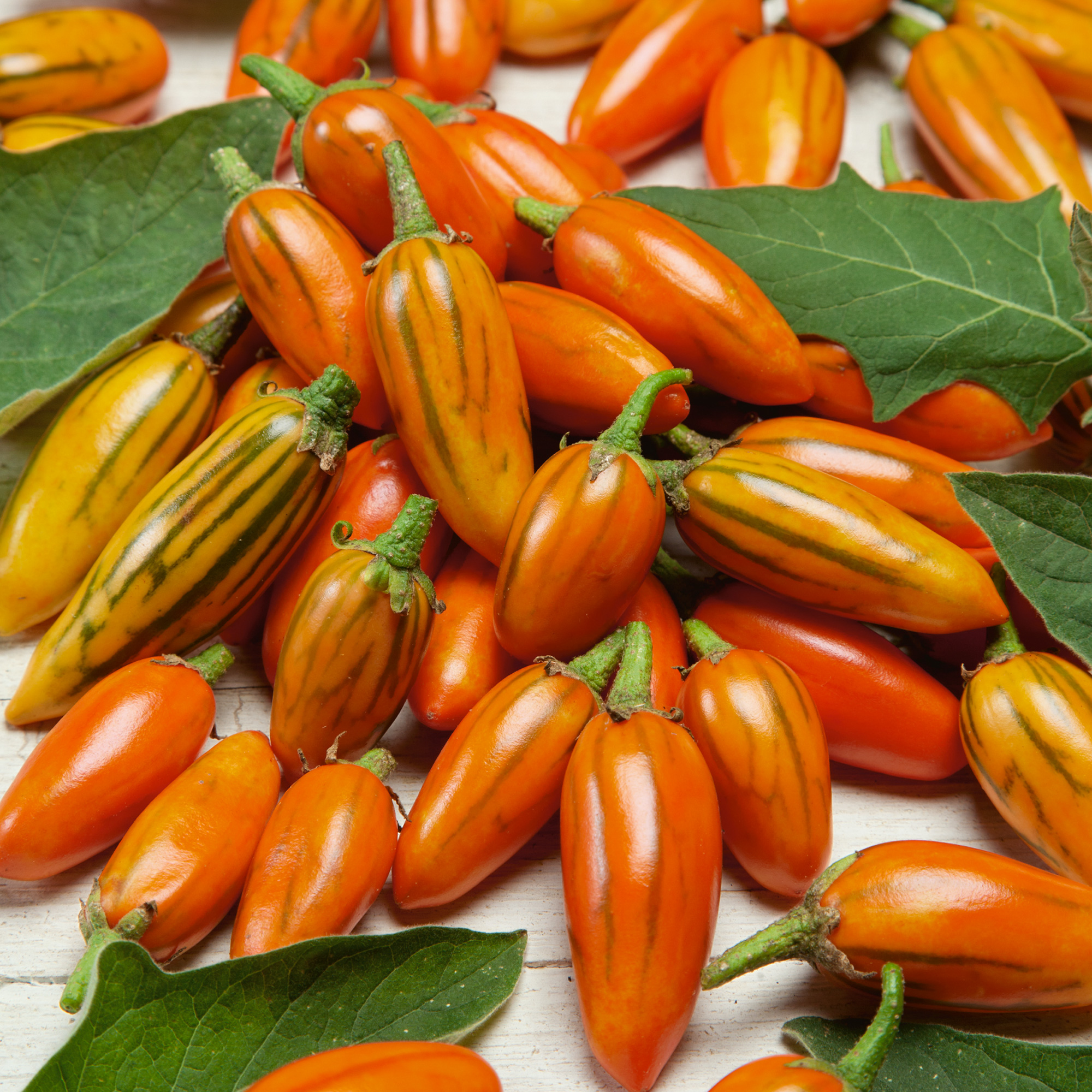 Togo Eggplant Seeds - 1 Oz - Heirloom - Vegetable Garden - Non-GMO