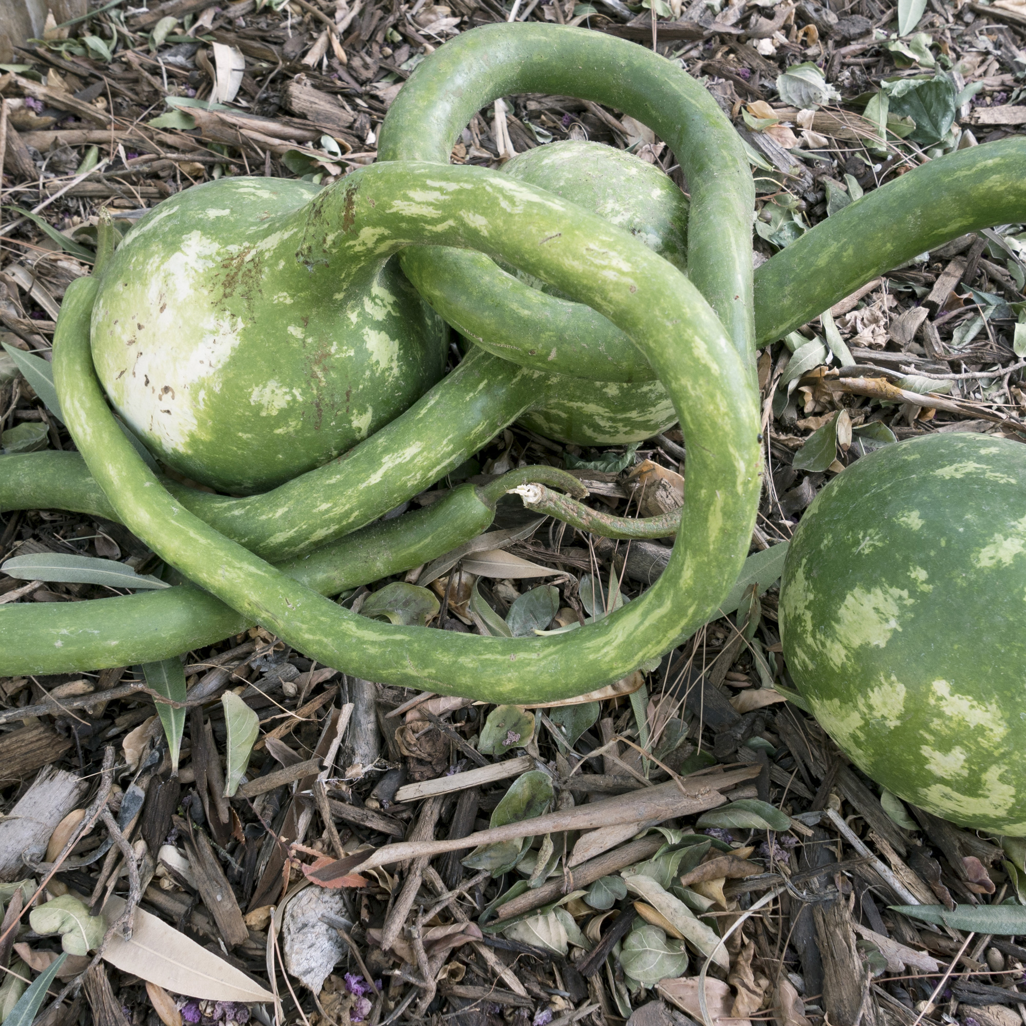 Dipper - Extra Long Handle Gourd Seeds - 4 Oz - Heirloom - Garden