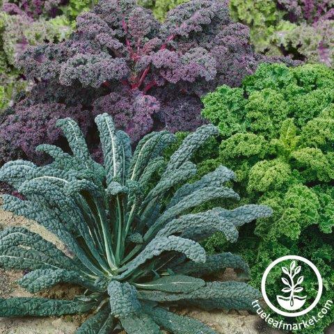 Garden Blend Kale Seeds - 2 g Packet - Vegetable Garden & Microgreens
