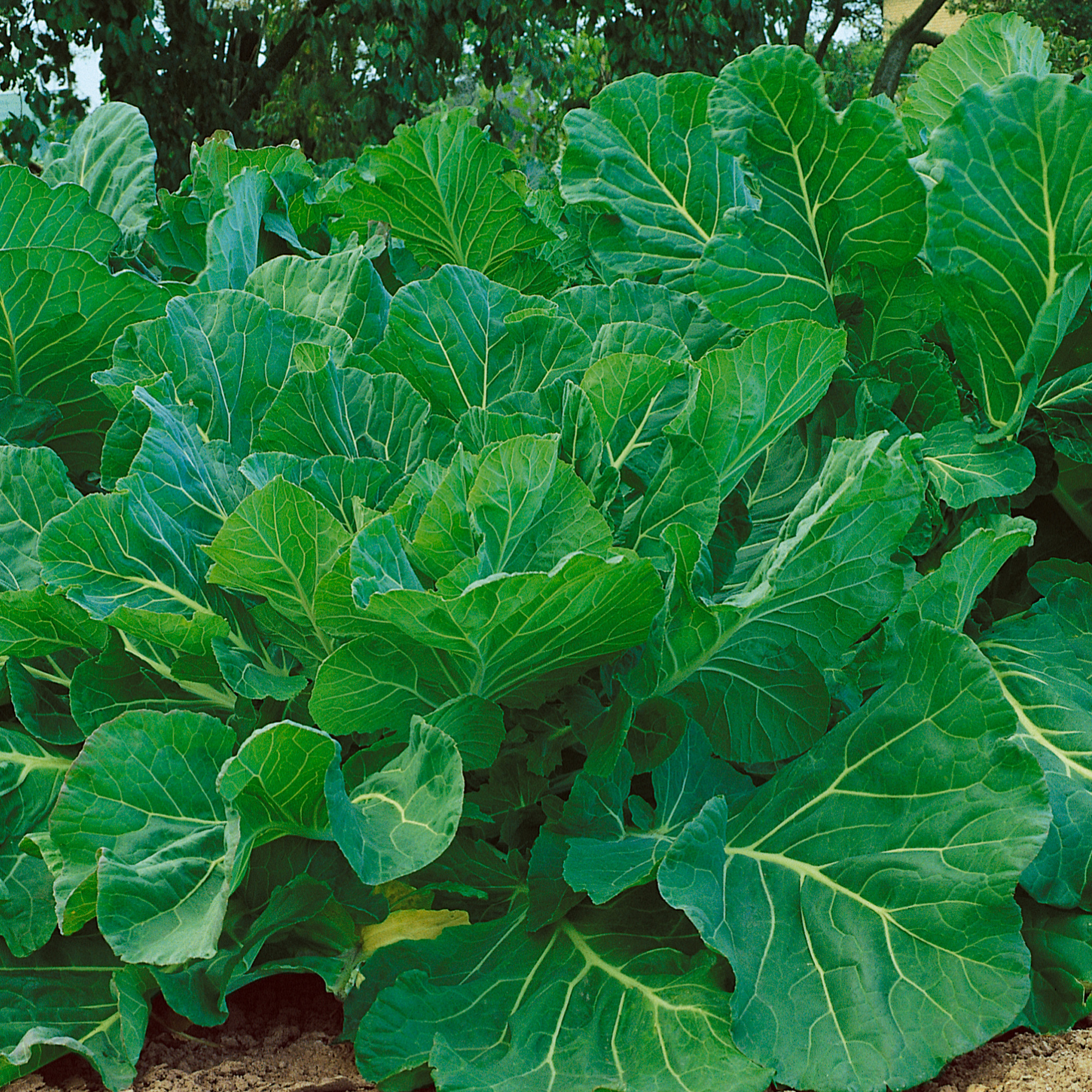 Portuguese Kale Seeds - 2 g Packet - Heirloom - Vegetable Garden - Buy Non-GMO Brassica oleracea Farm & Gardening Seeds Online