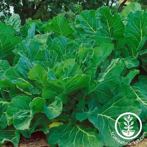 Portuguese Kale Seeds - 1 Lb - Heirloom - Garden & Micro Greens - Buy Non-GMO Brassica oleracea Farm & Gardening Seeds Online