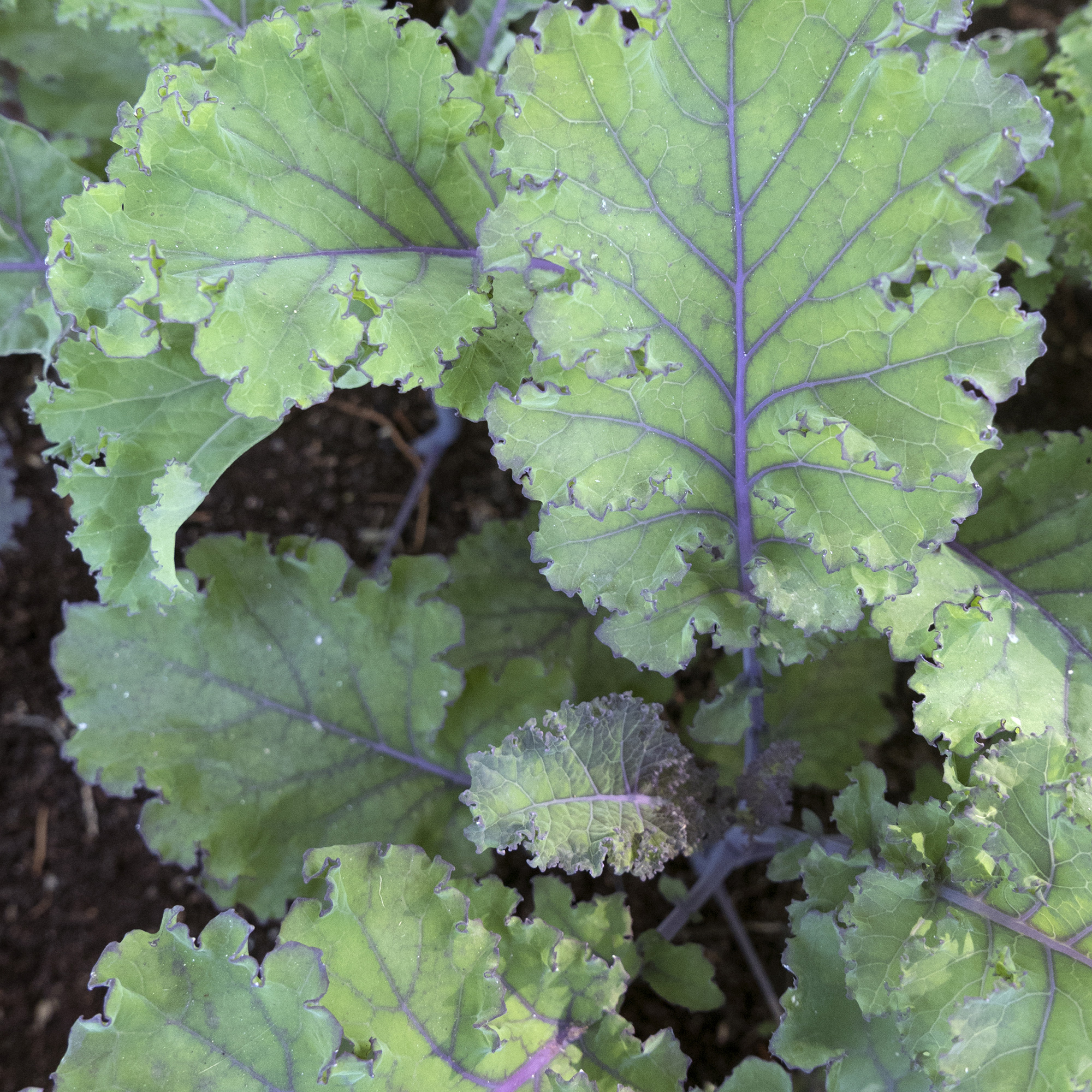 Scarlet Kale Seeds - 1 Lb - Vegetable Garden & Microgreens