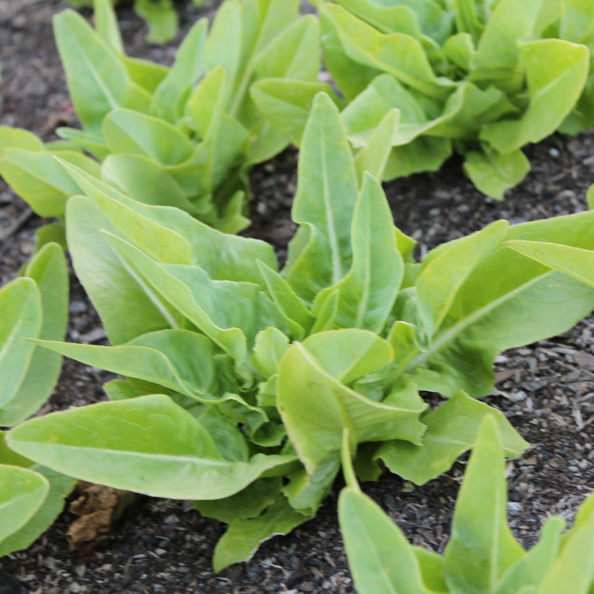 Deer Tongue - Amish Leaf Lettuce Seeds - 0.25 Oz - Heirloom - Garden - Buy Non-GMO Lactuca sativa Farm & Gardening Seeds Online