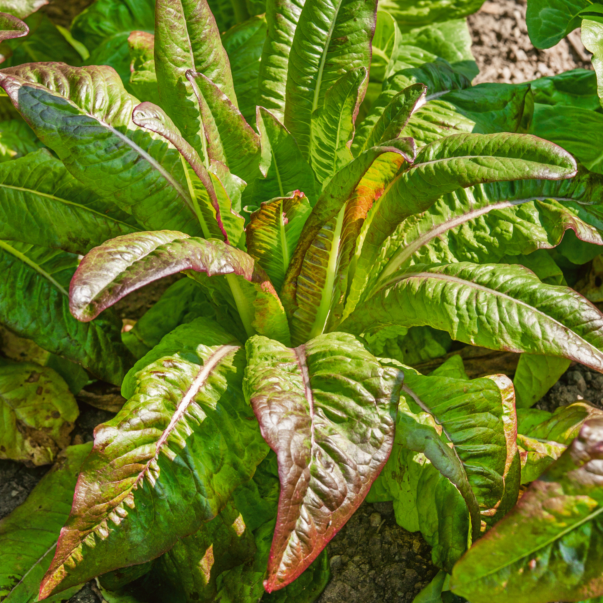 Deer Tongue - Red Leaf Lettuce Seeds - 1 g Packet - Heirloom - Garden - Buy Non-GMO Lactuca sativa Farm & Gardening Seeds Online