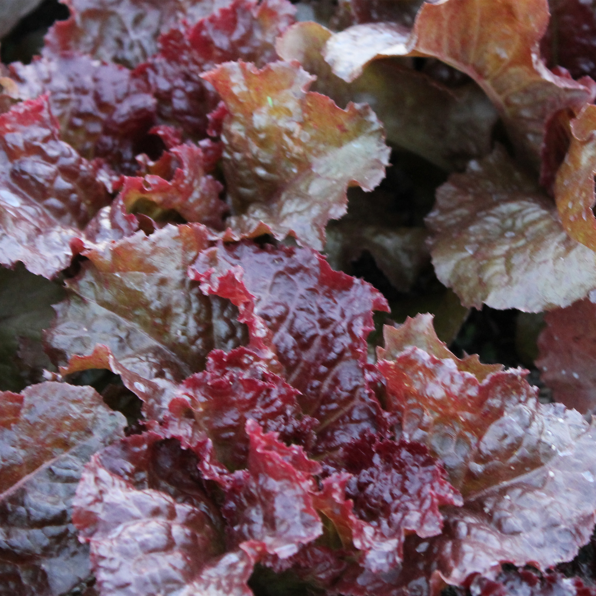 Flame Leaf Lettuce Seeds - 4 Oz - Heirloom - Vegetable Garden