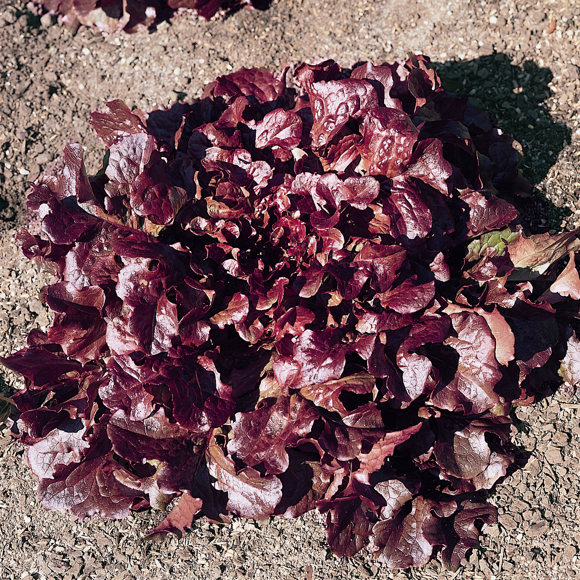 Oakleaf - Red Leaf Lettuce Seeds - 1 g Packet - Heirloom - Vegetable - Buy Non-GMO Lactuca sativa Farm & Gardening Seeds Online