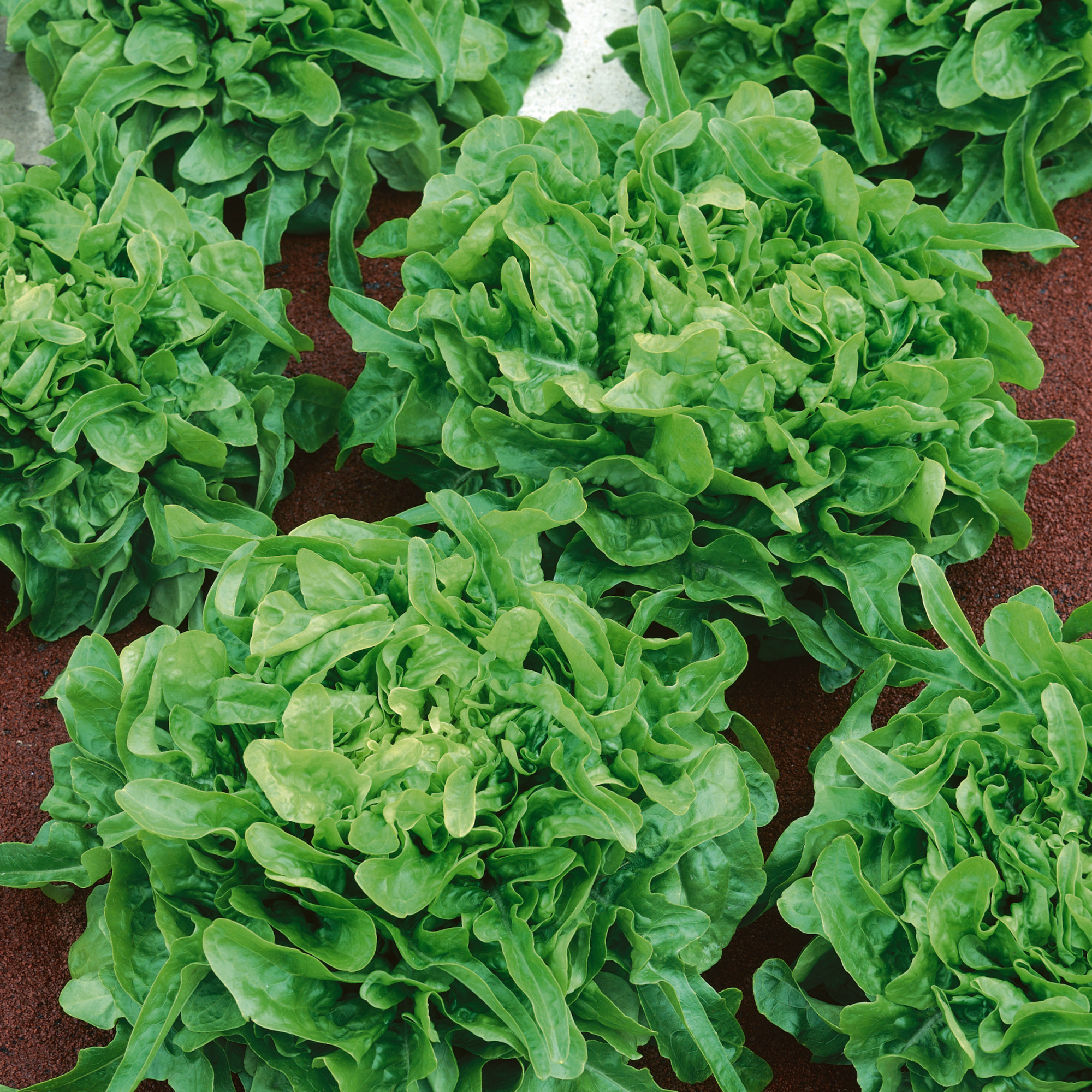 Sandy AAS Leaf Lettuce Seeds - 1 Oz - Vegetable Garden - Buy Non-GMO Lactuca sativa Farm & Gardening Seeds Online