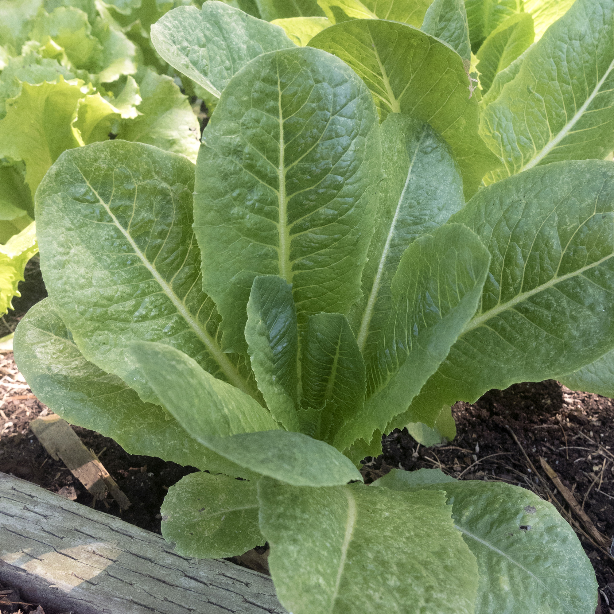 Darlene Romaine Lettuce Seeds - 0.25 Oz - Vegetable Garden - Buy Non-GMO Lactuca sativa Farm & Gardening Seeds Online