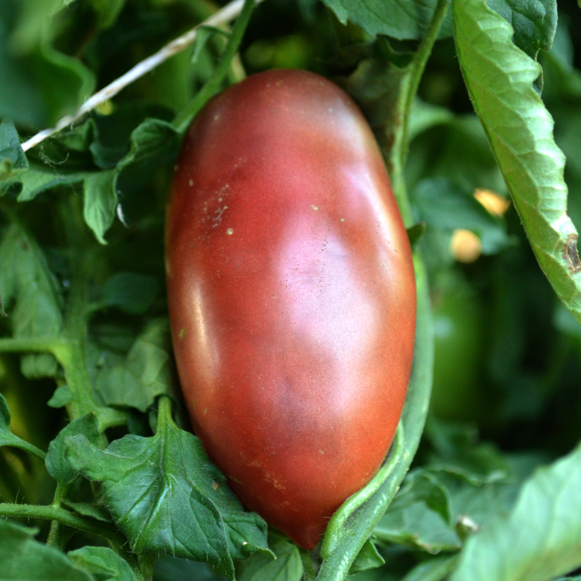 Ukranian Purple Tomato Seeds - 1 Oz - Heirloom - Vegetable Garden