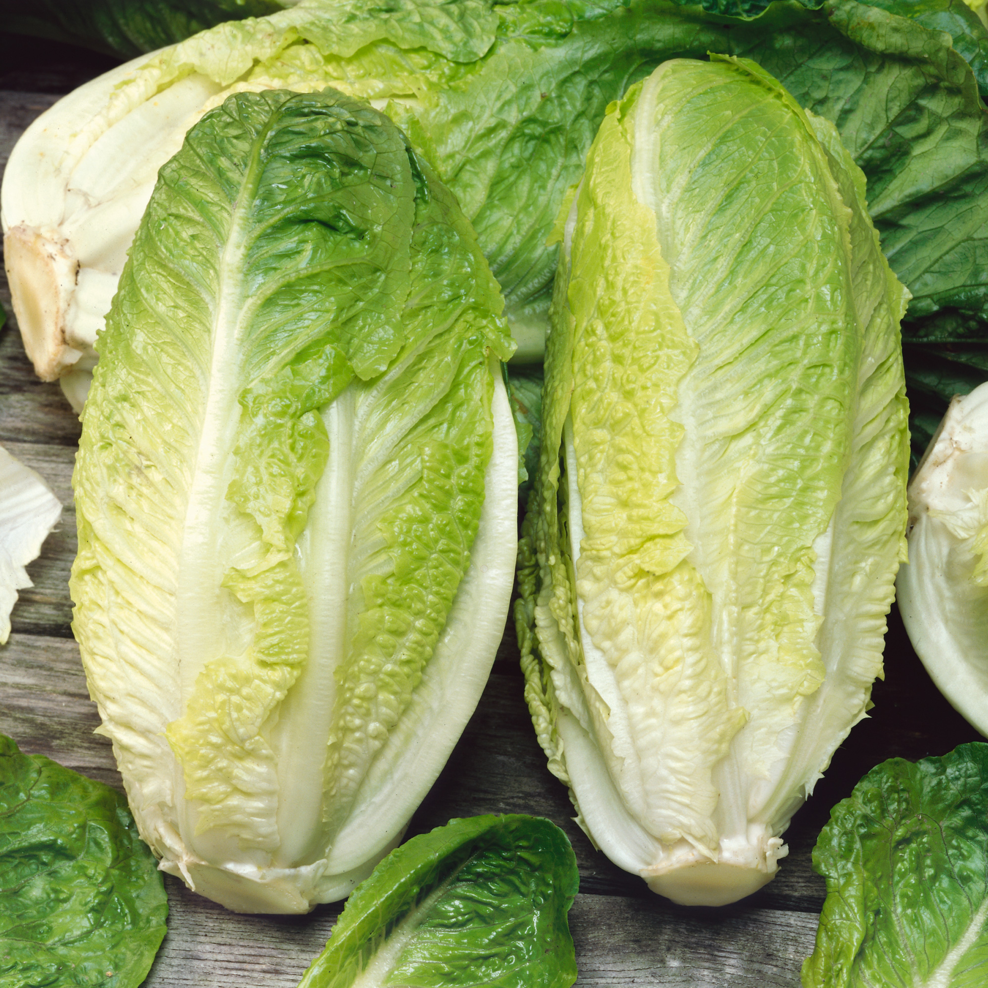 Giant Caesar Romaine Lettuce Seeds - 1 Lb - Heirloom -Vegetable Garden - Buy Non-GMO Lactuca sativa Farm & Gardening Seeds Onlin
