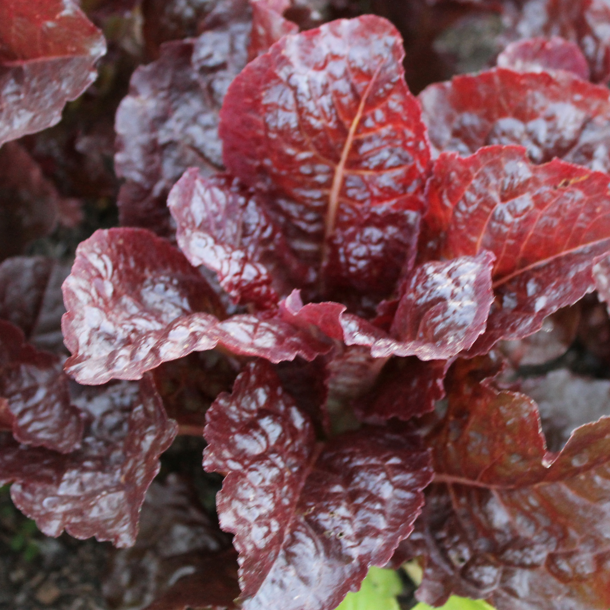 Iya Sol Romaine Lettuce Seeds - 5 Lb Bulk - Farm & Garden - Non-GMO - Buy Non-GMO Lactuca sativa Farm & Gardening Seeds Online