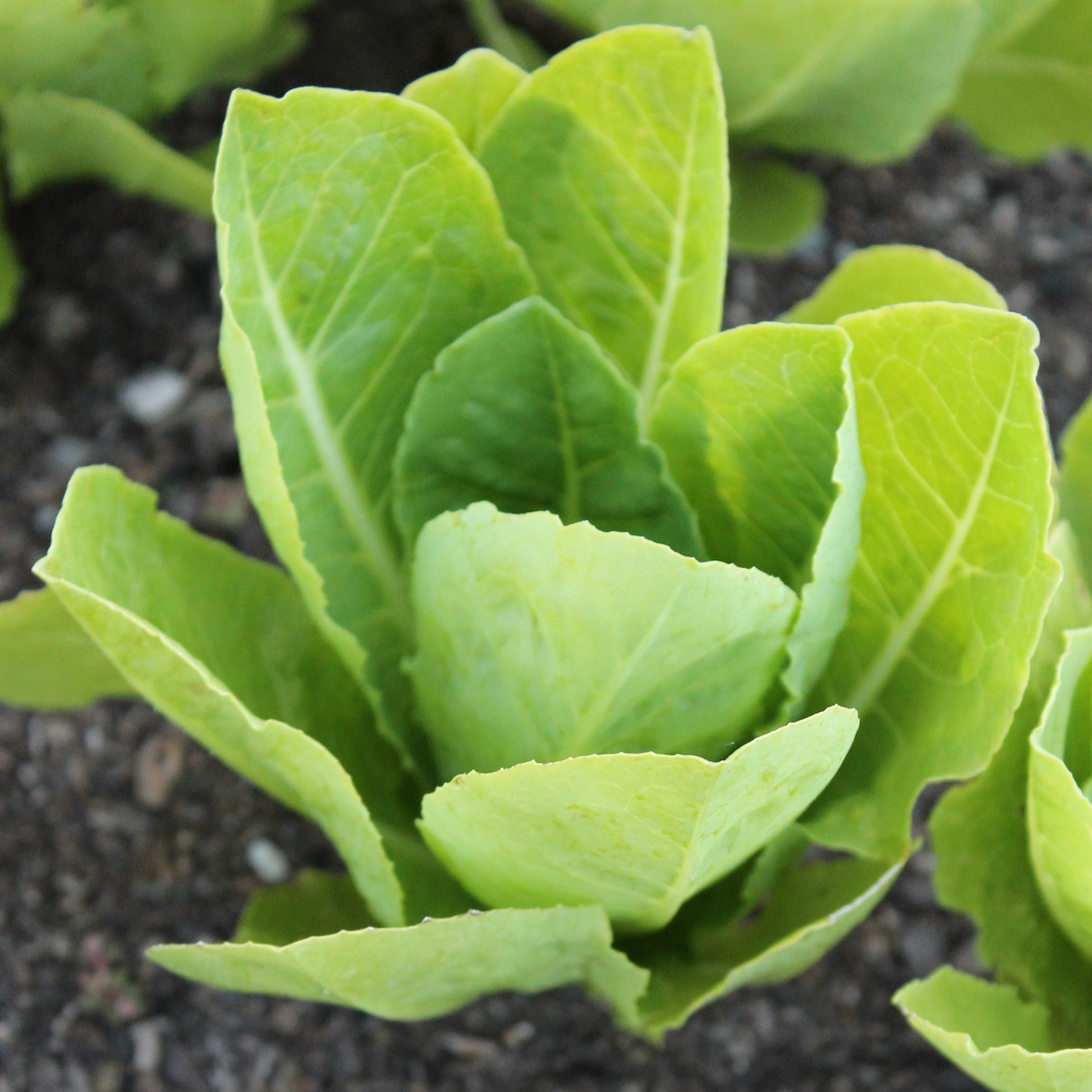 Parris White Cos Romaine Lettuce Seeds - 25 Lb Bulk - Farm & Garden - Buy Non-GMO Lactuca sativa Farm & Gardening Seeds Online