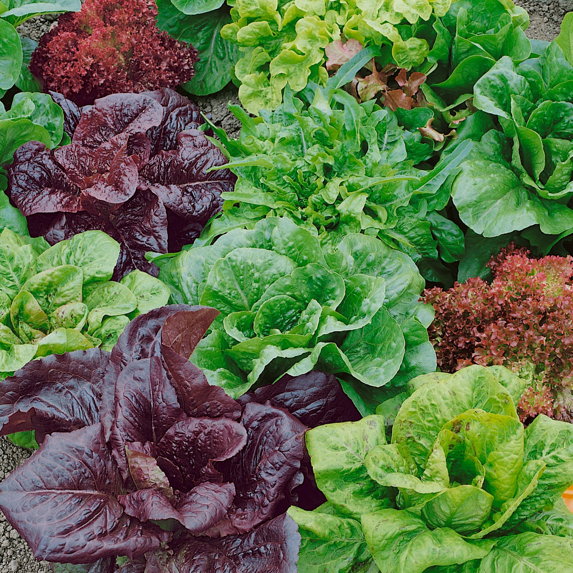 Heirloom Garden Mix Lettuce Seeds - 5 Lb Bulk - Farm & Garden