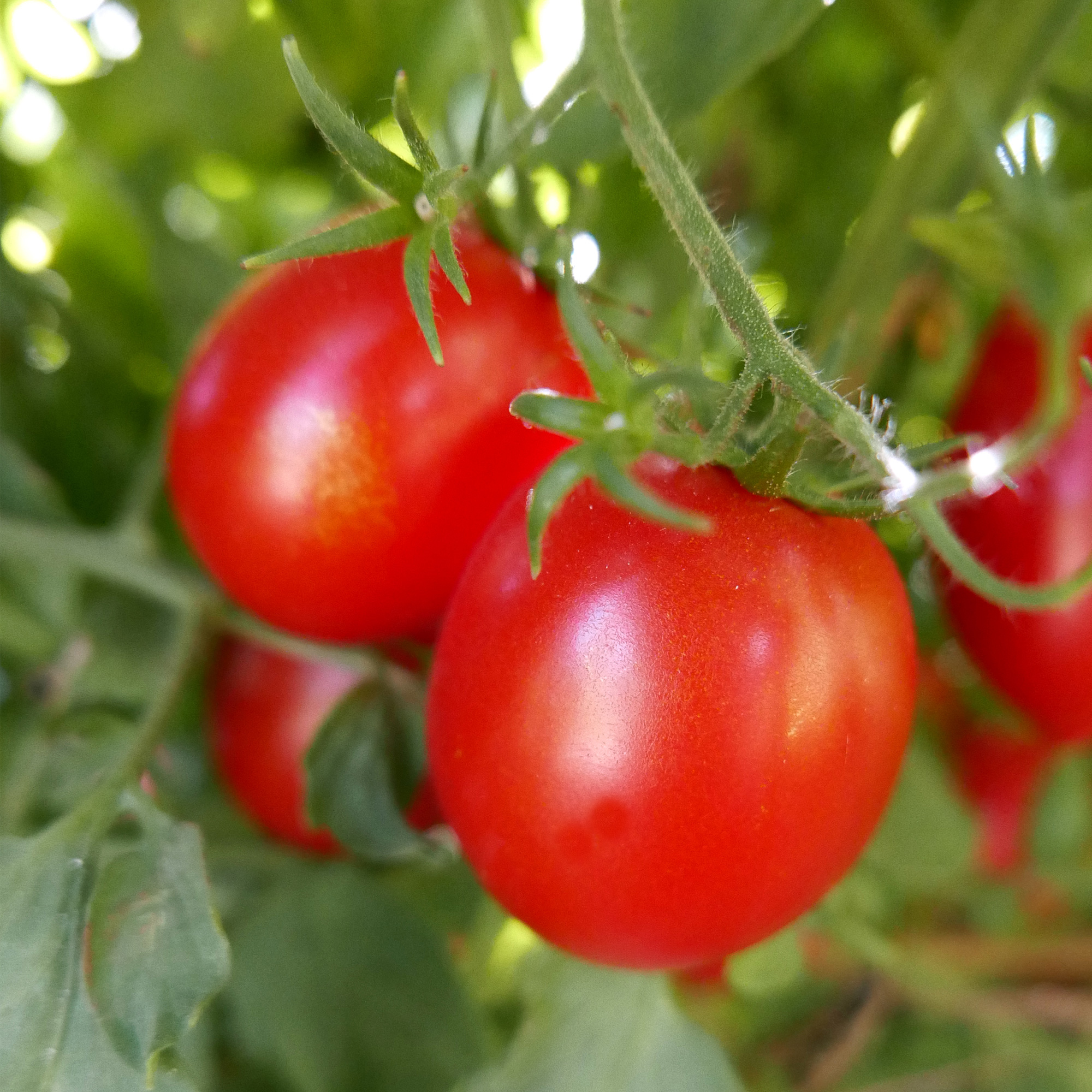 Ocerion Red Plum Tomato Seeds - 300 Mg Packet - Heirloom - Vegetable