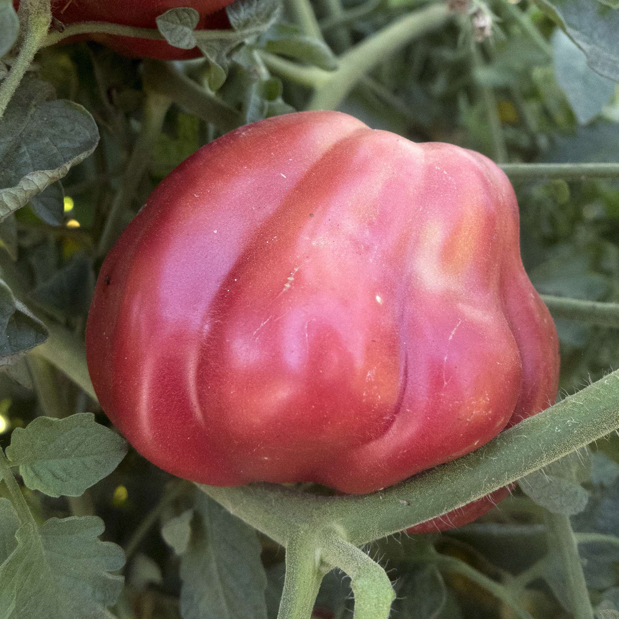 Oaxacan Pink Tomato Seeds - 300 Mg Packet - Heirloom -Vegetable Garden