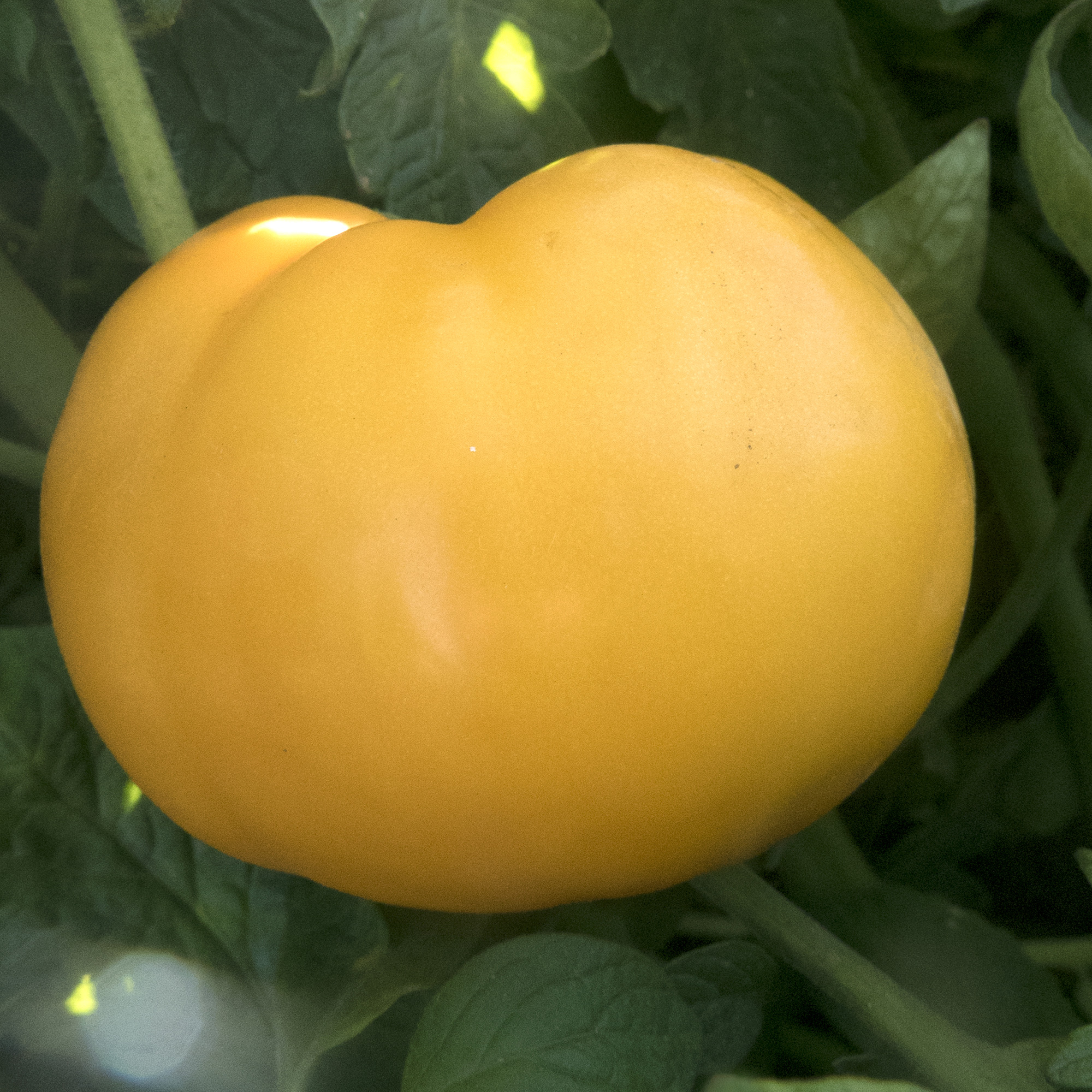 Nebraska Wedding Tomato Seeds - 1 Oz - Heirloom - Vegetable Garden