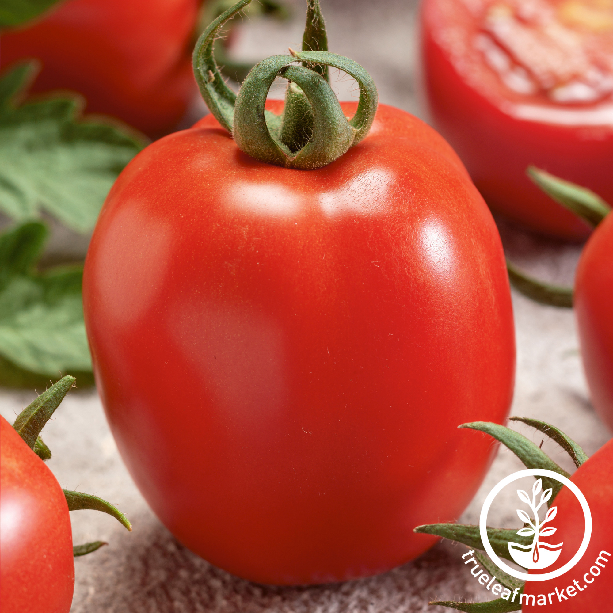 Micado Violetter Tomato Seeds - 4 Oz - Heirloom - Vegetable Garden