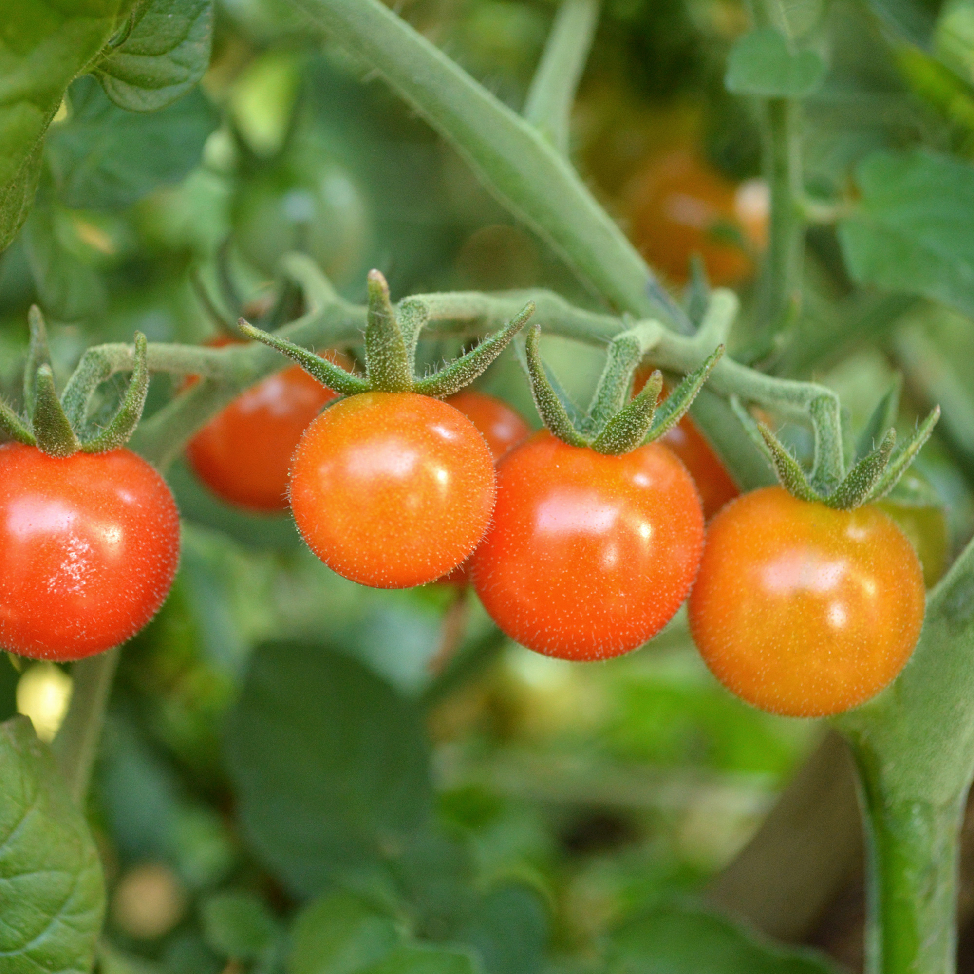 Matt's Wild Cherry Tomato Seeds - 4 Oz - Heirloom - Vegetable Garden