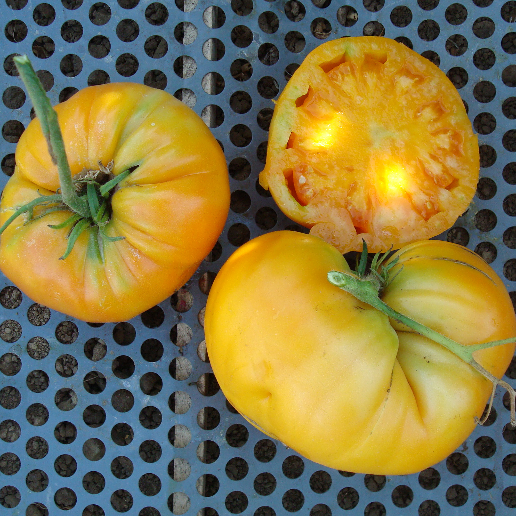 Kellogg's Breakfast Tomato Seeds - 1 Oz - Heirloom - Vegetable Garden