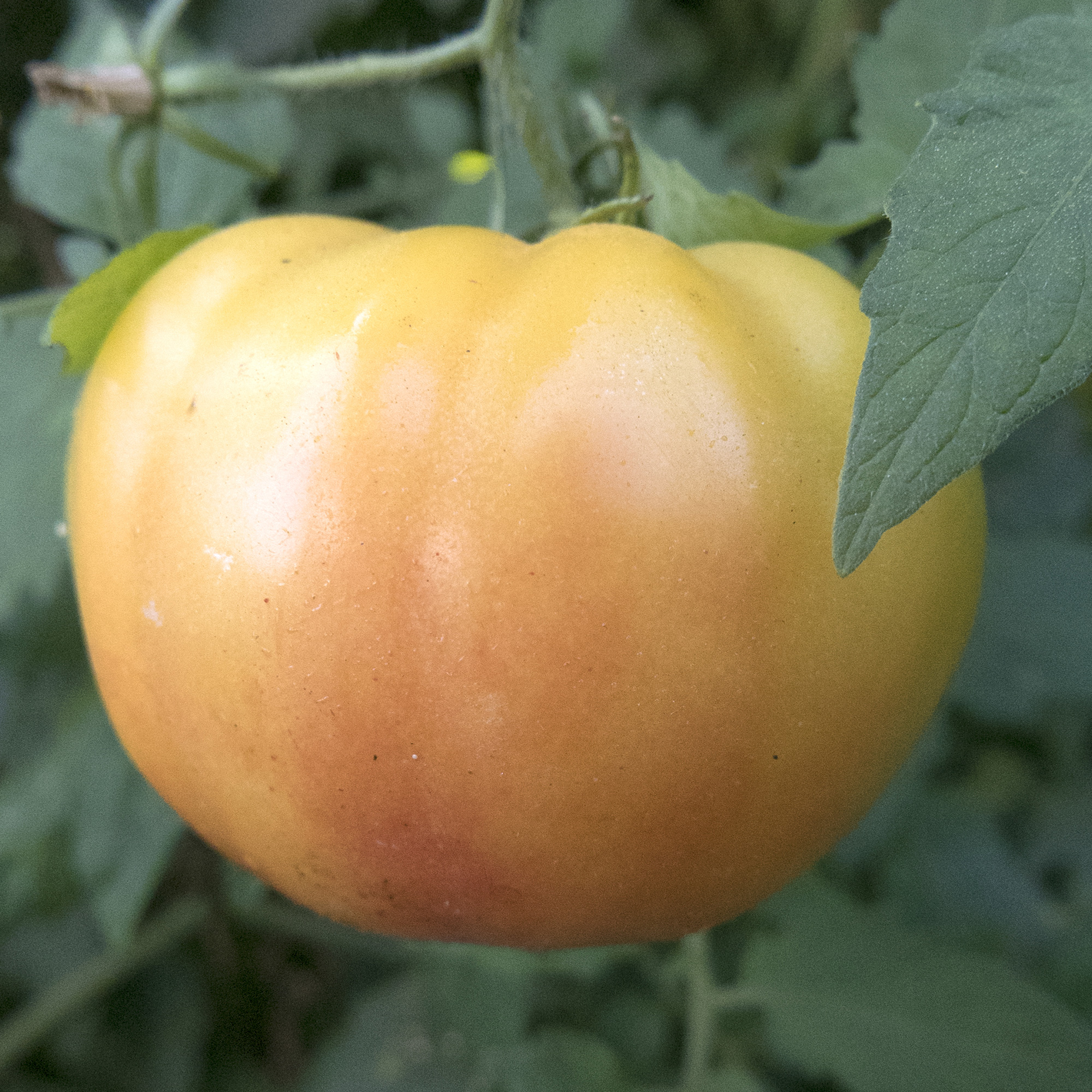 Hillbilly - Tomato Seeds - 1 Lb - Heirloom - Vegetable - Buy Non-GMO Solanum lycopersicum Farm & Gardening Seeds Online