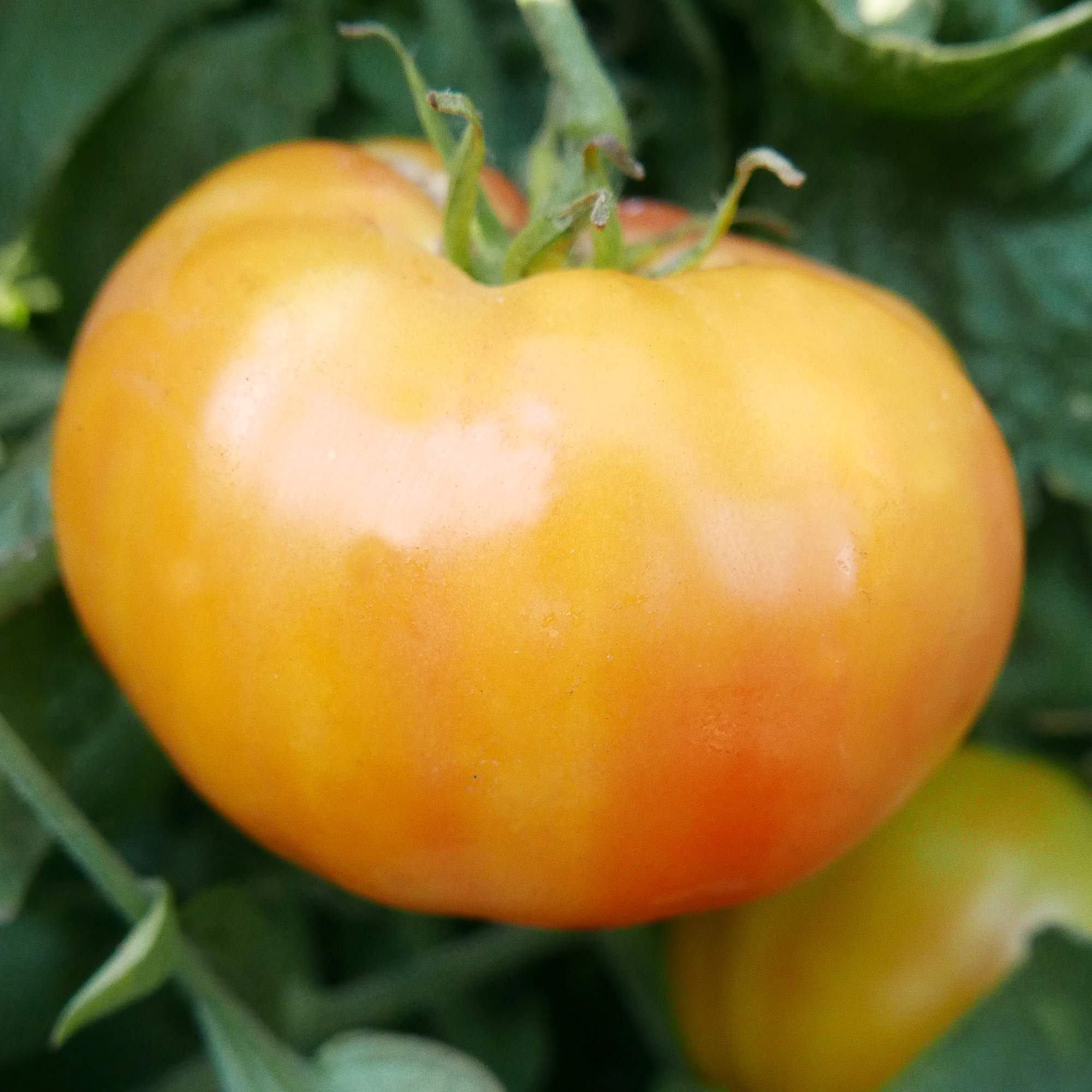 Hillbilly - Potato Leaf Tomato Seeds - 4 Oz - Vegetable Gardening