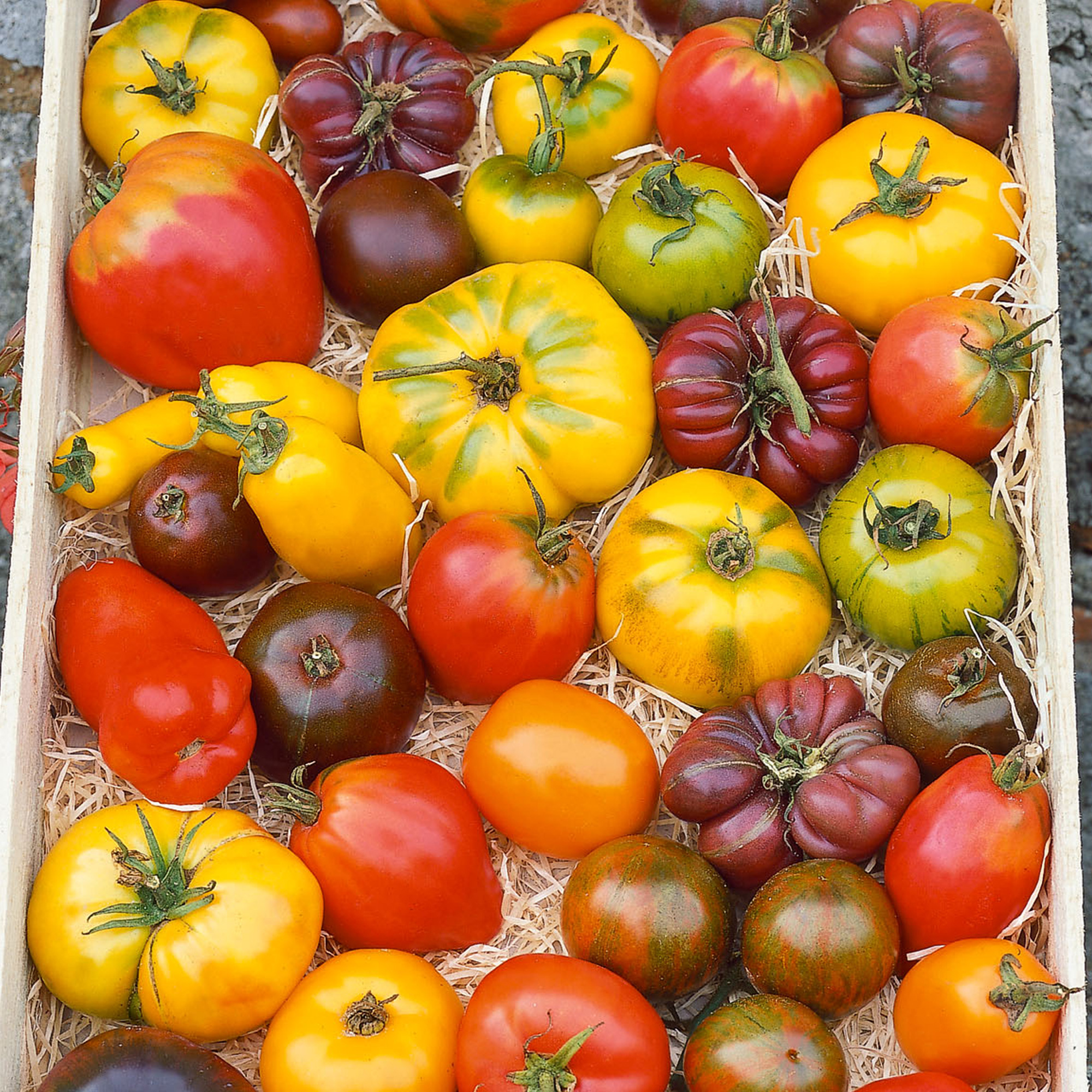 Heirloom Rainbow Blend Tomato Seeds - 1 Oz - Heirloom - Garden
