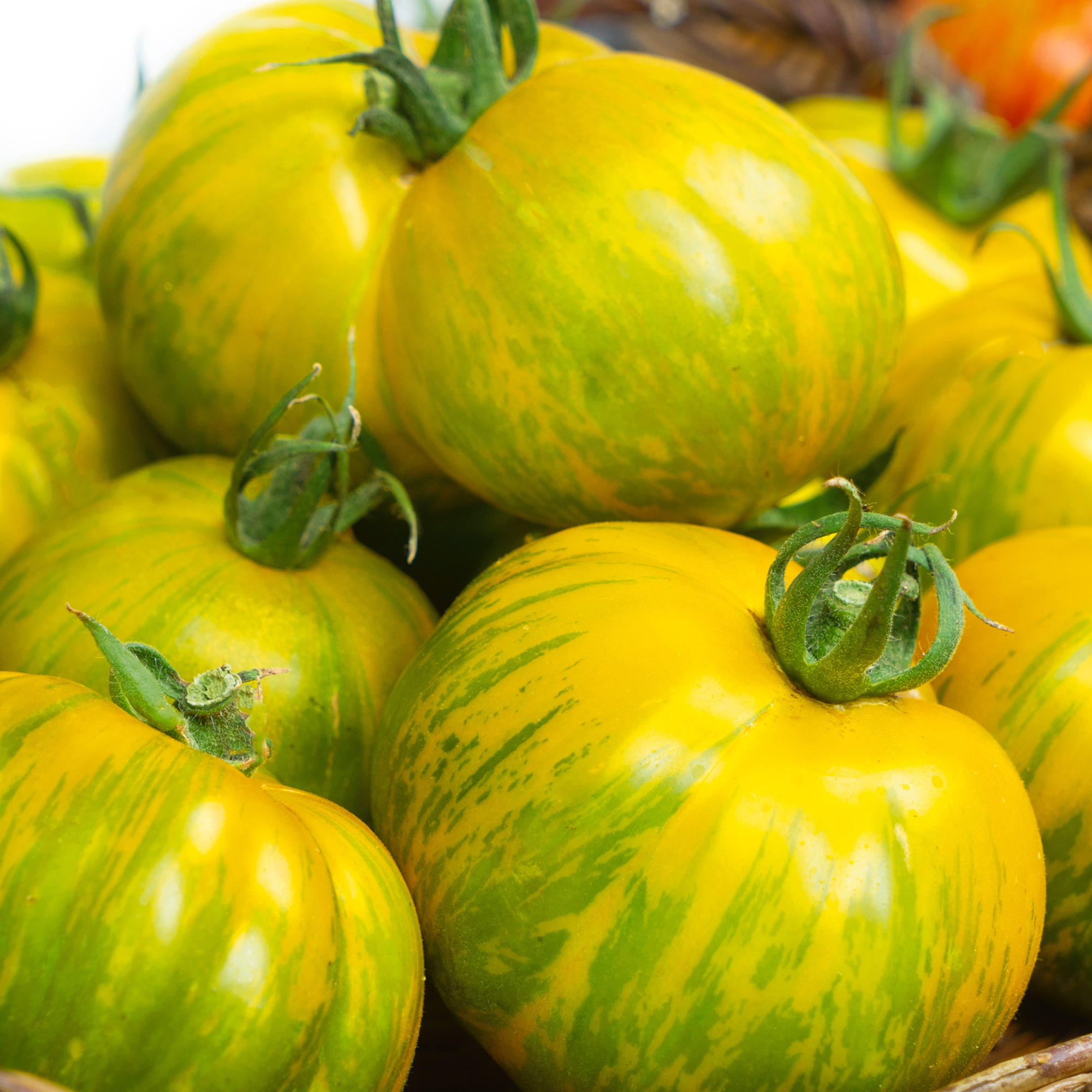 Green Zebra Giant Tomato Seeds - 300 Mg Packet - Vegetable Garden