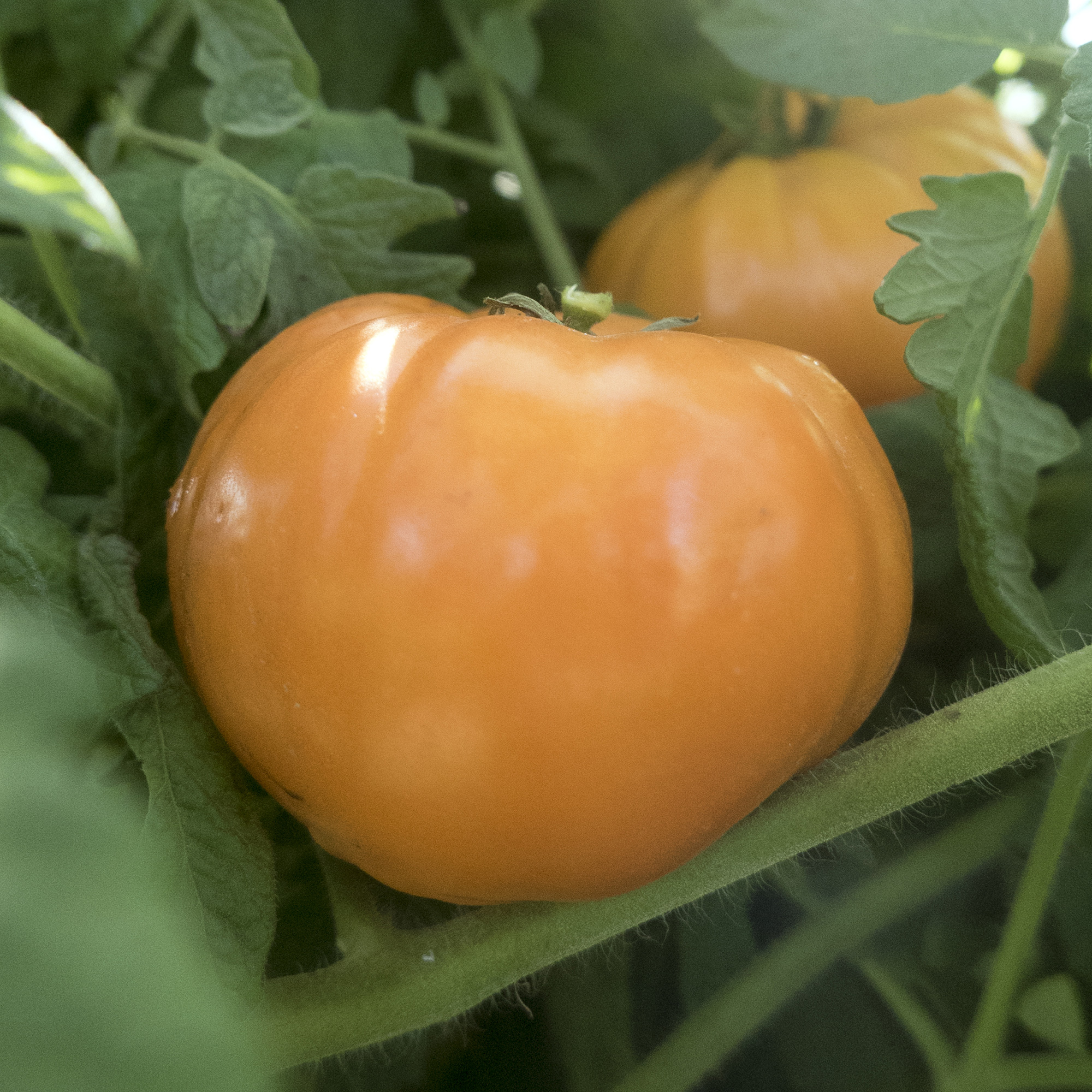 Goldie Tomato Seeds - 1 Oz - Heirloom - Vegetable Garden