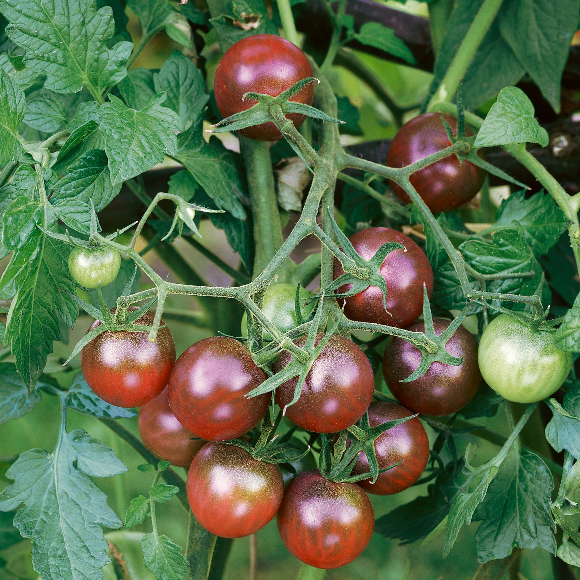 Brown Berry Tomato Seeds - 1 Oz - Vegetable Gardening - Non-GMO - Buy Non-GMO Solanum lycopersicum Farm & Gardening Seeds Online