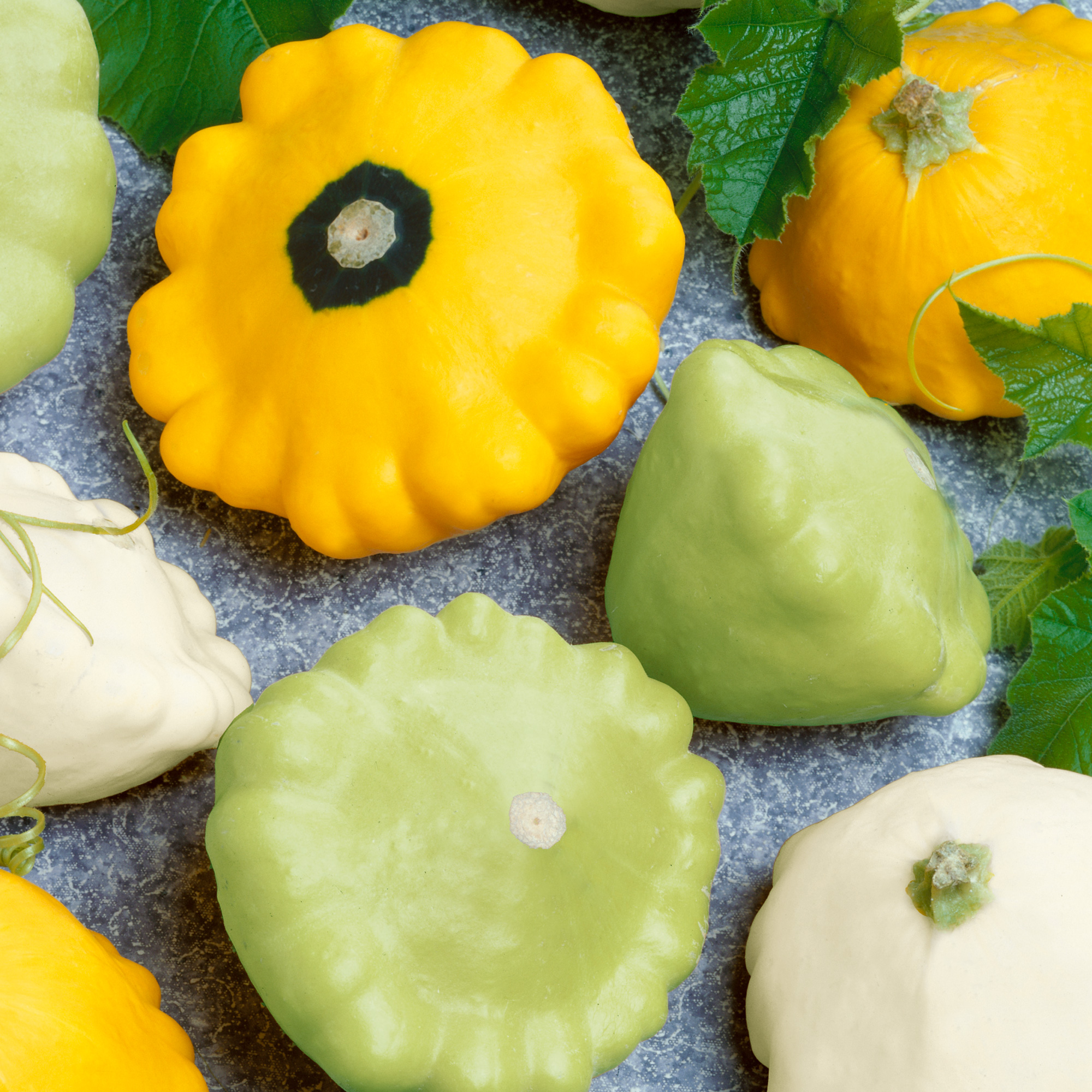 Scallop Mixed Colors Summer Squash Seeds - 1 Lb - Vegetable Garden