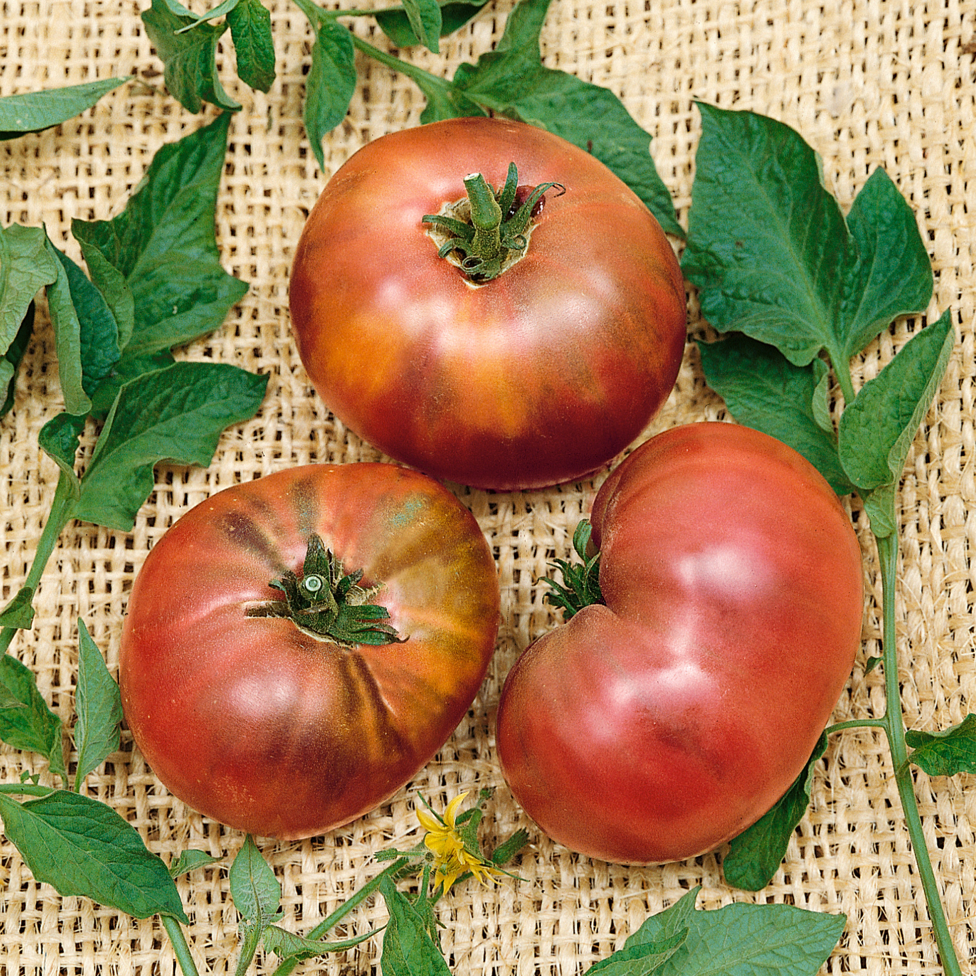 Brandywine Black - Potato Leaf Tomato Seeds - 1 Oz - Heirloom