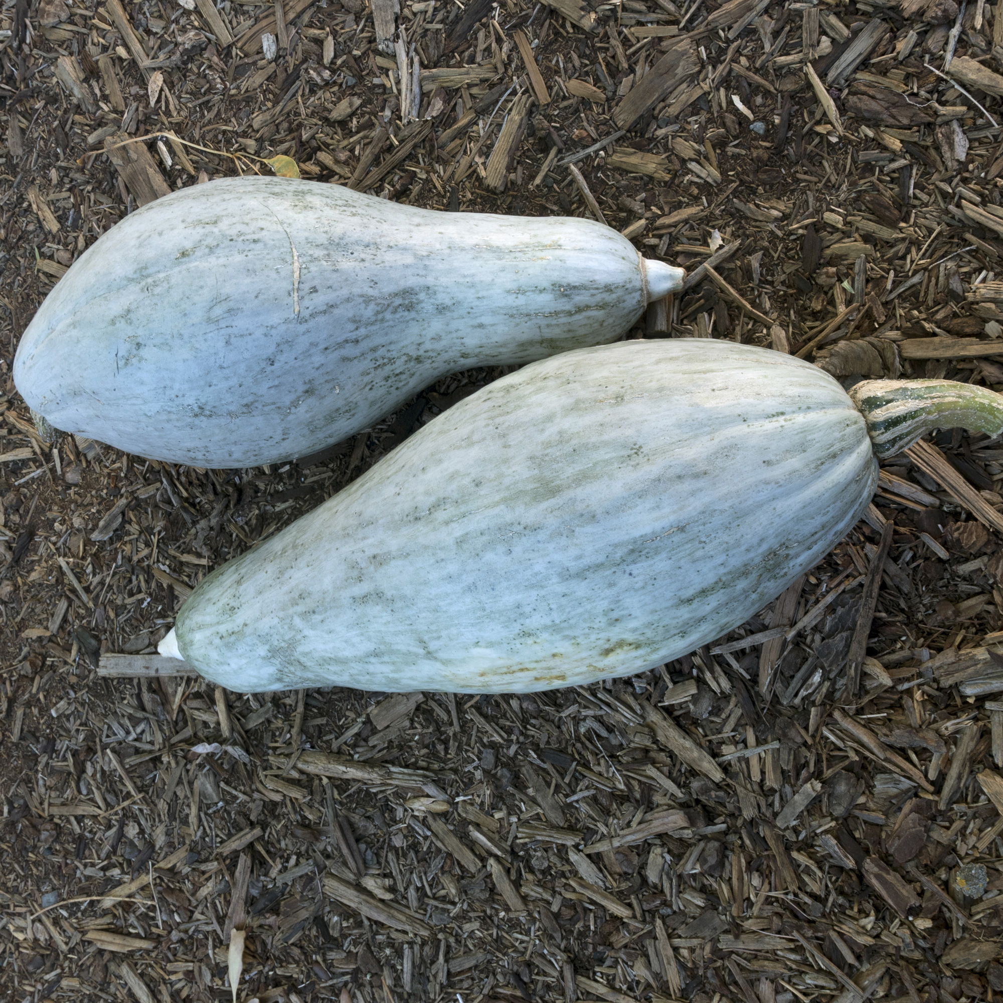 Blue Banana Winter Squash Seeds - 1 Lb - Heirloom - Vegetable Garden