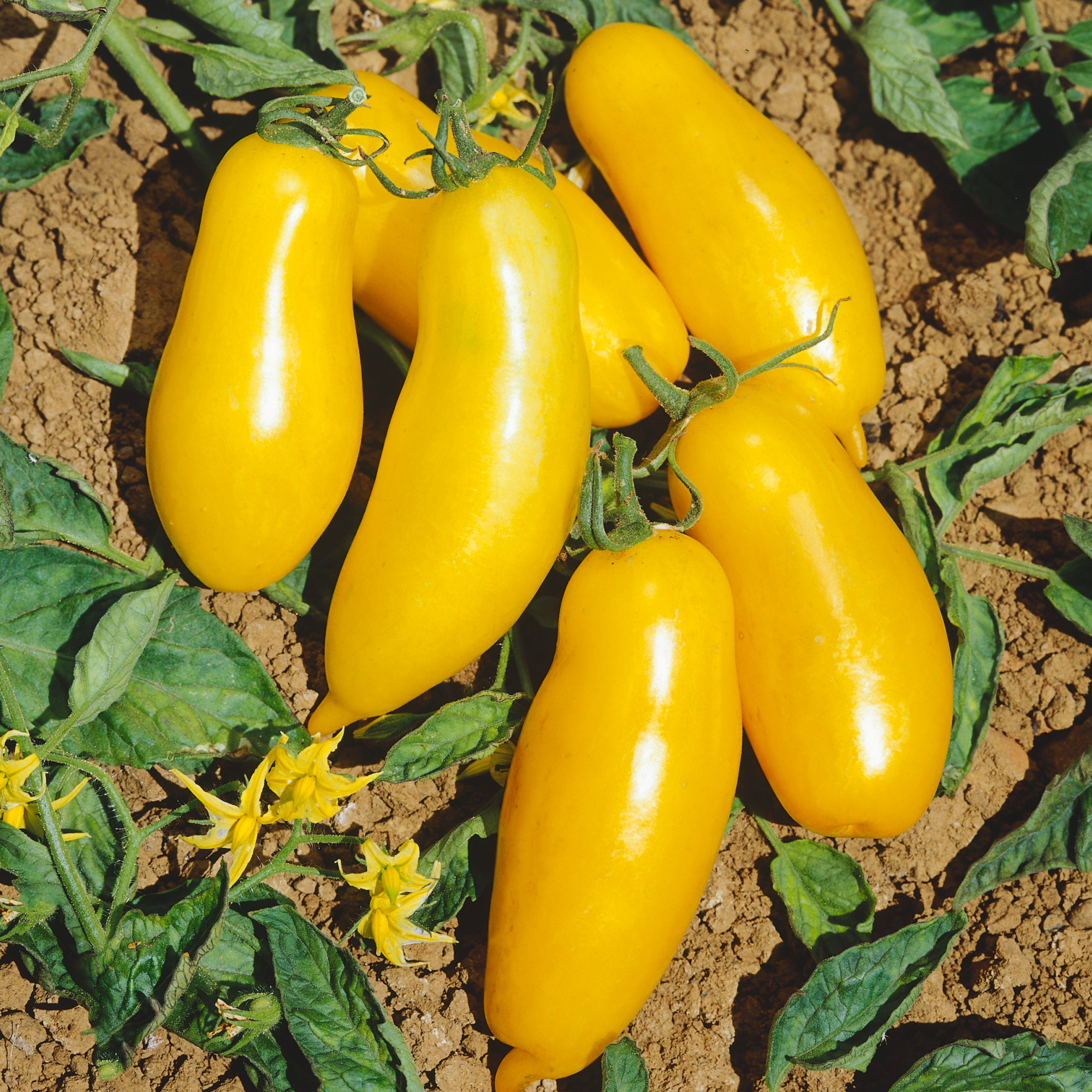 Banana Leggs Tomato Seeds - 0.25 Oz - Heirloom - Vegetable Garden