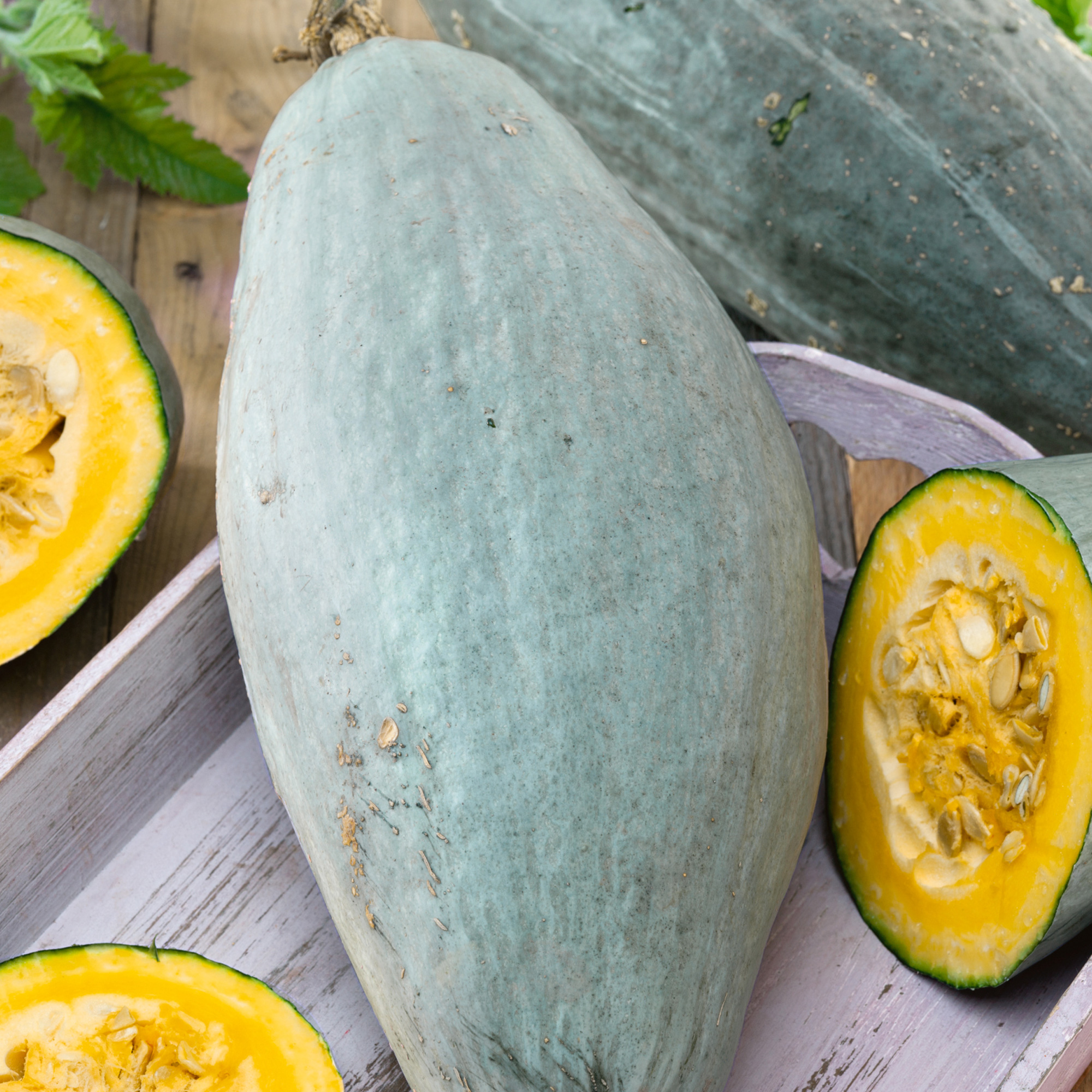 Guatemalan Blue Winter Squash Seeds - 5 Lb Bulk - Farm & Garden