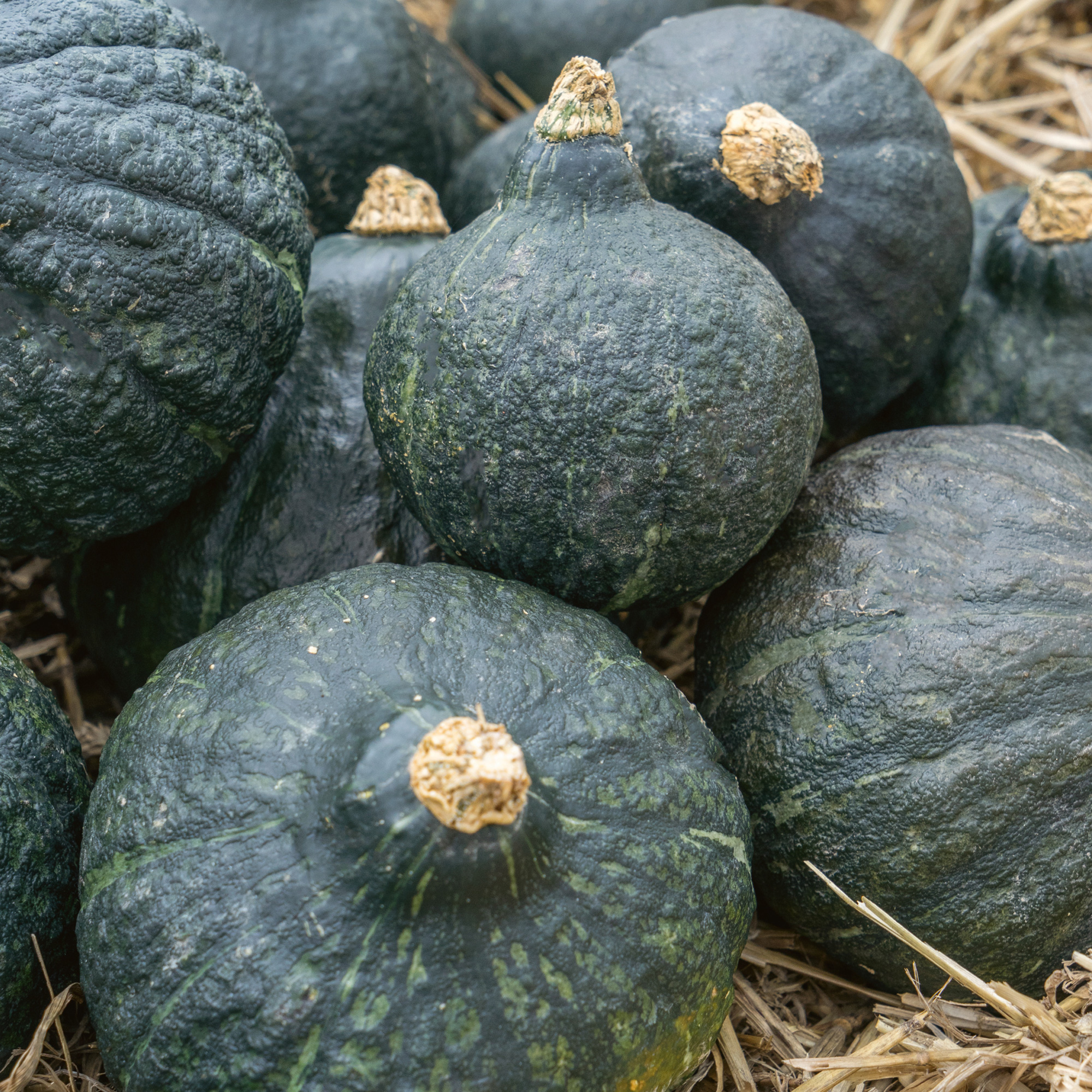 Hubbard Anna Swartz Winter Squash Seeds - 1 Oz - Heirloom - Vegetable