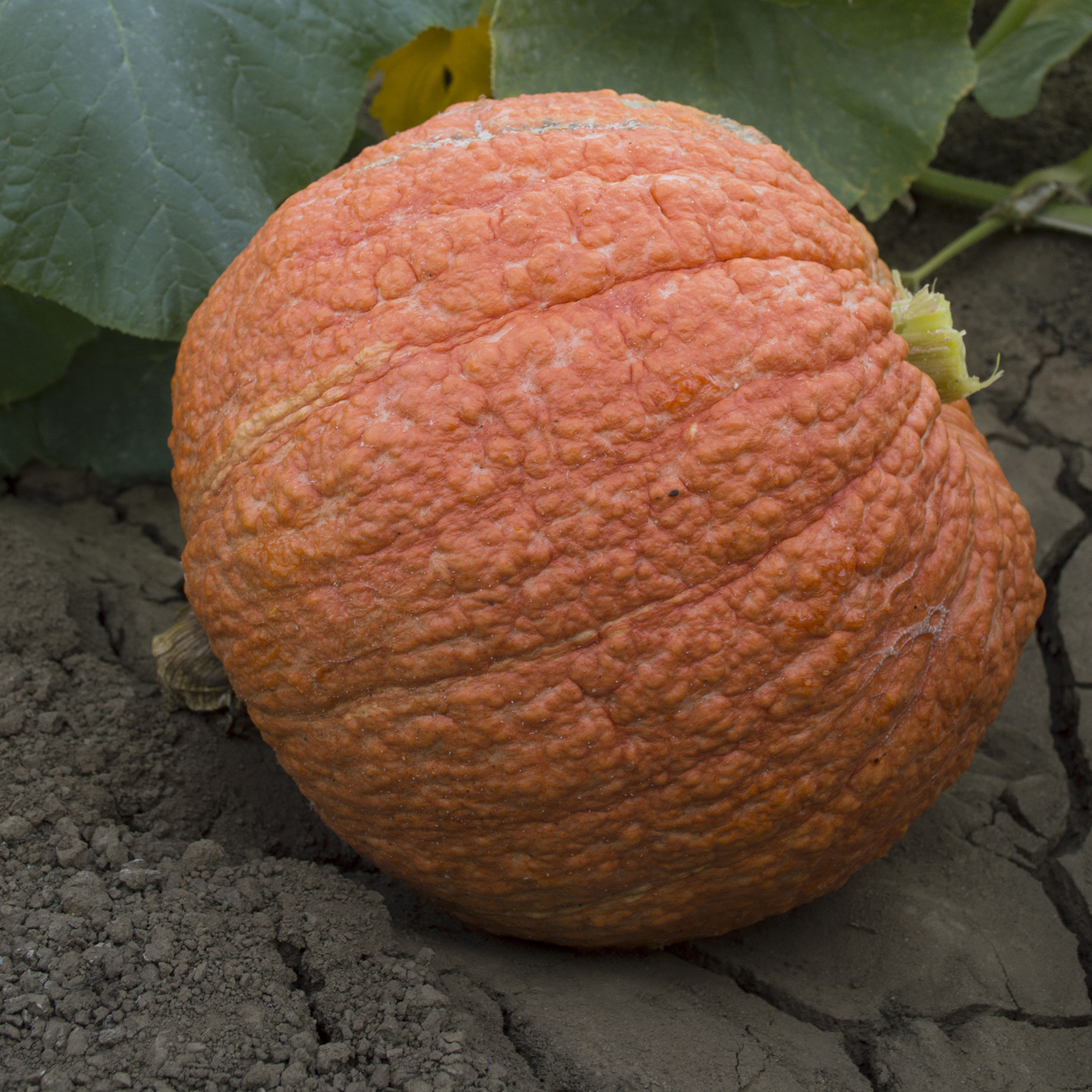 Hubbard Essex Red Winter Squash Seeds - 5 Lb Bulk - Farm & Garden