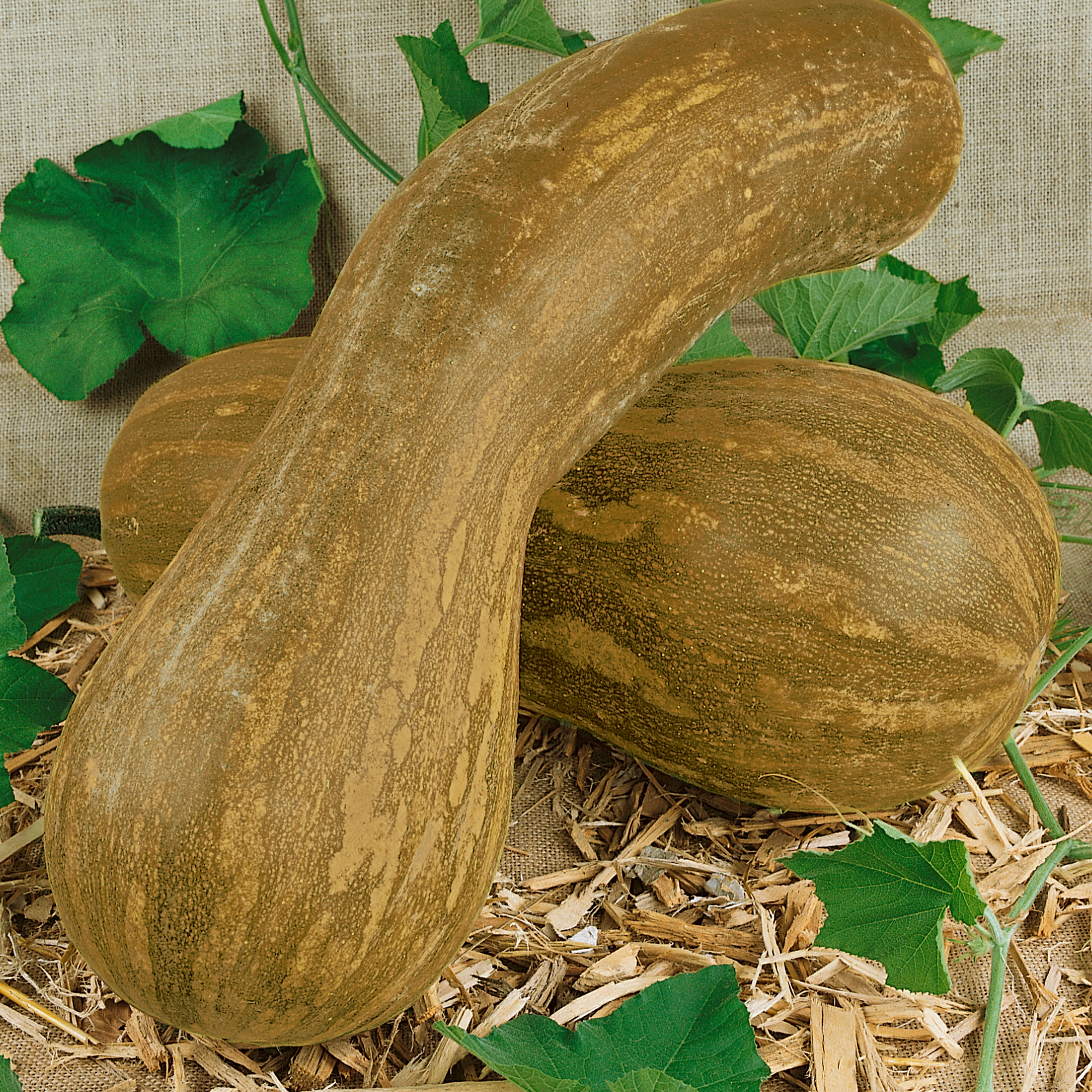 Lungo de Napoli Winter Squash Seeds - 1 Lb - Vegetable Gardening