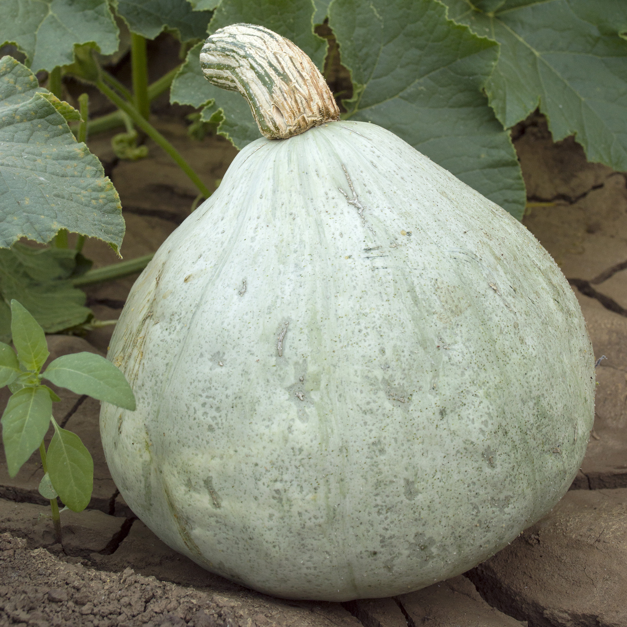 Silver Bell Winter Squash Seeds - 5 Lb Bulk - Vegetable Garden