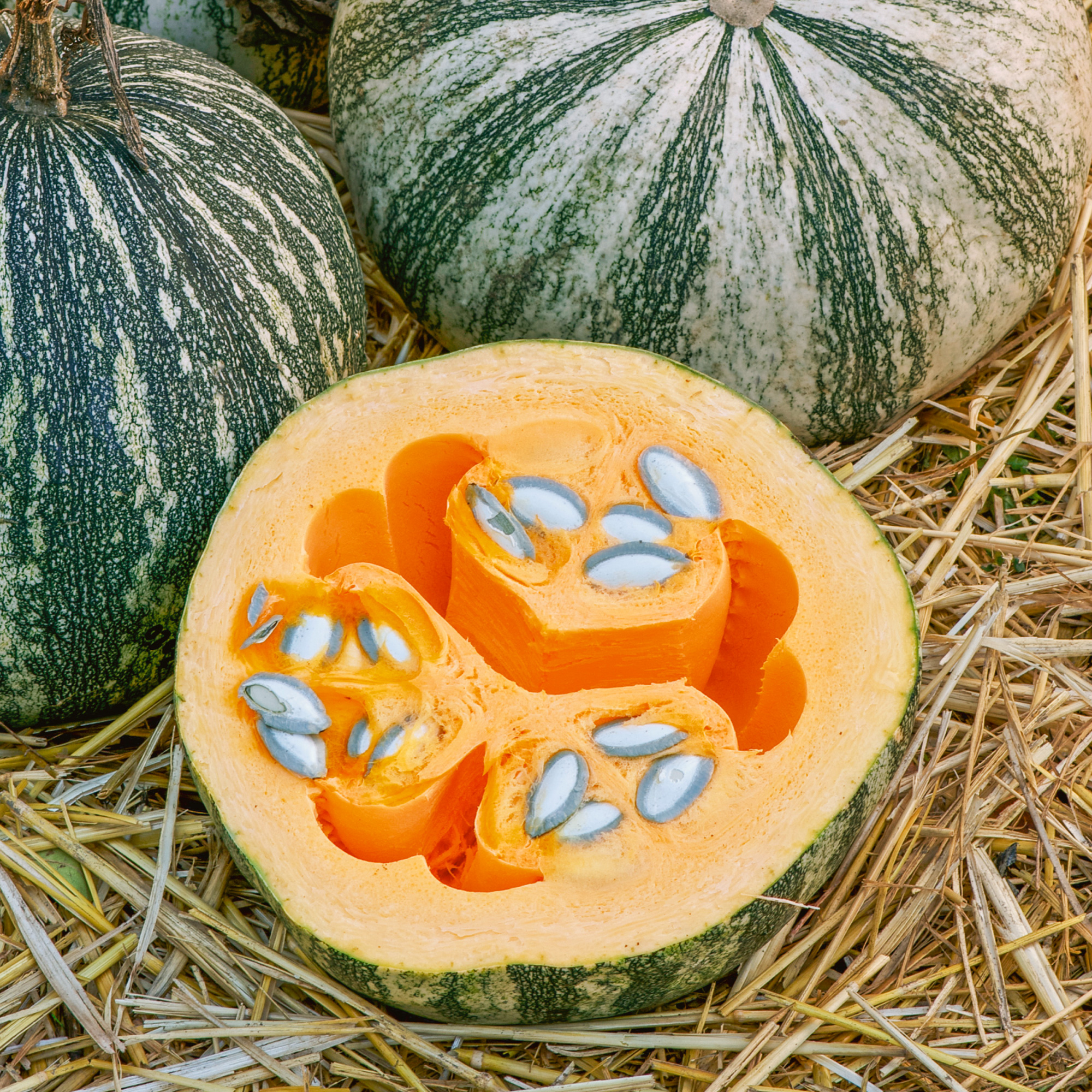 Silver Edged Winter Squash Seeds - 4 g Packet - Vegetable Garden