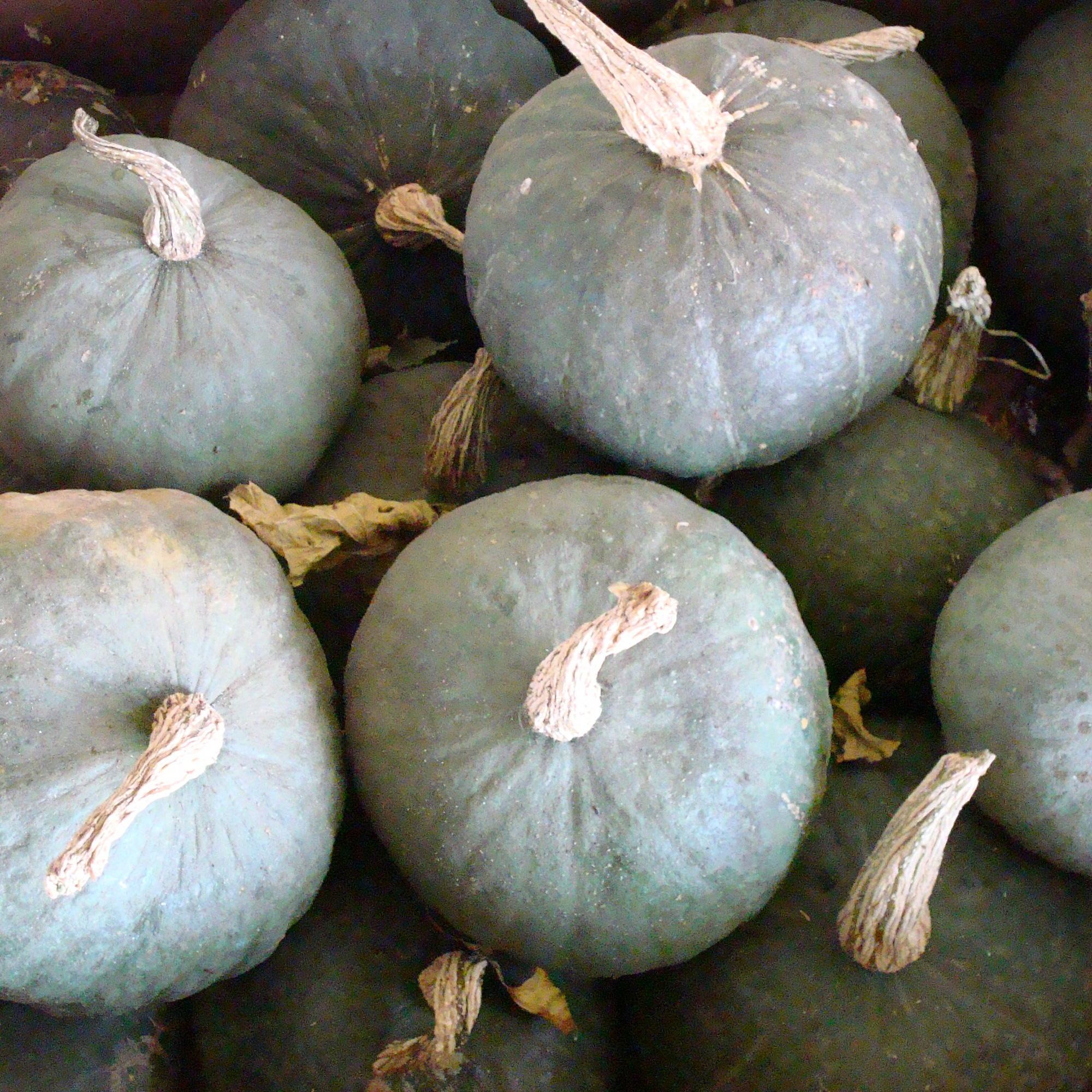 Strawberry Crown Winter Squash Seeds - 4 g Packet - Heirloom - Garden