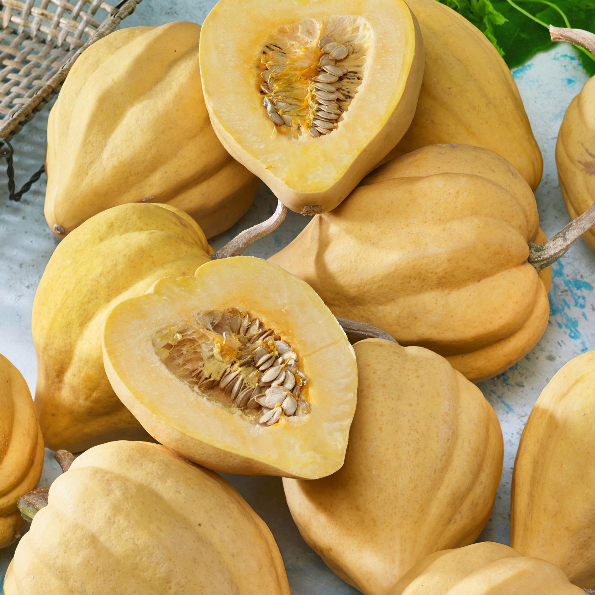 Thelma Saunders Winter Squash Seeds - 4 Oz - Vegetable Garden