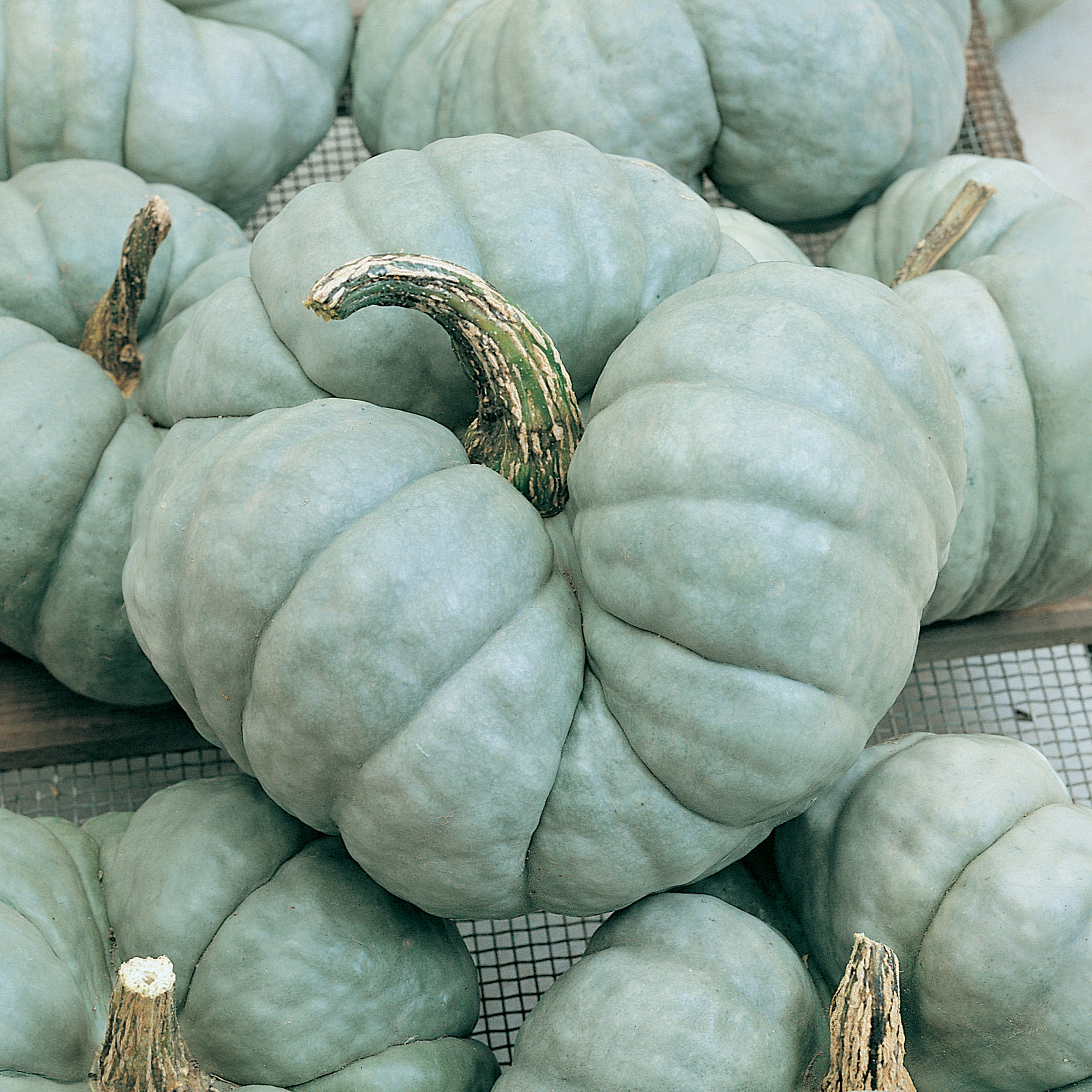 Triamble Winter Squash Seeds - 5 Lb Bulk - Heirloom - Vegetable Garden