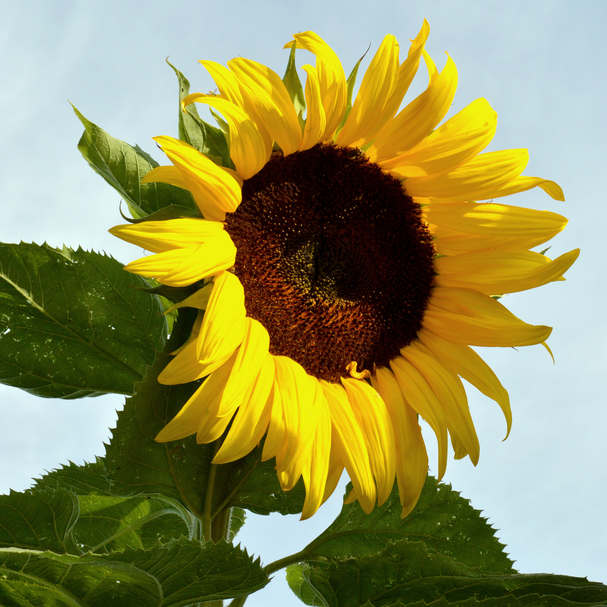 Black Russian Sunflower Seeds - 5 Lb Bulk - Heirloom - Flower Garden