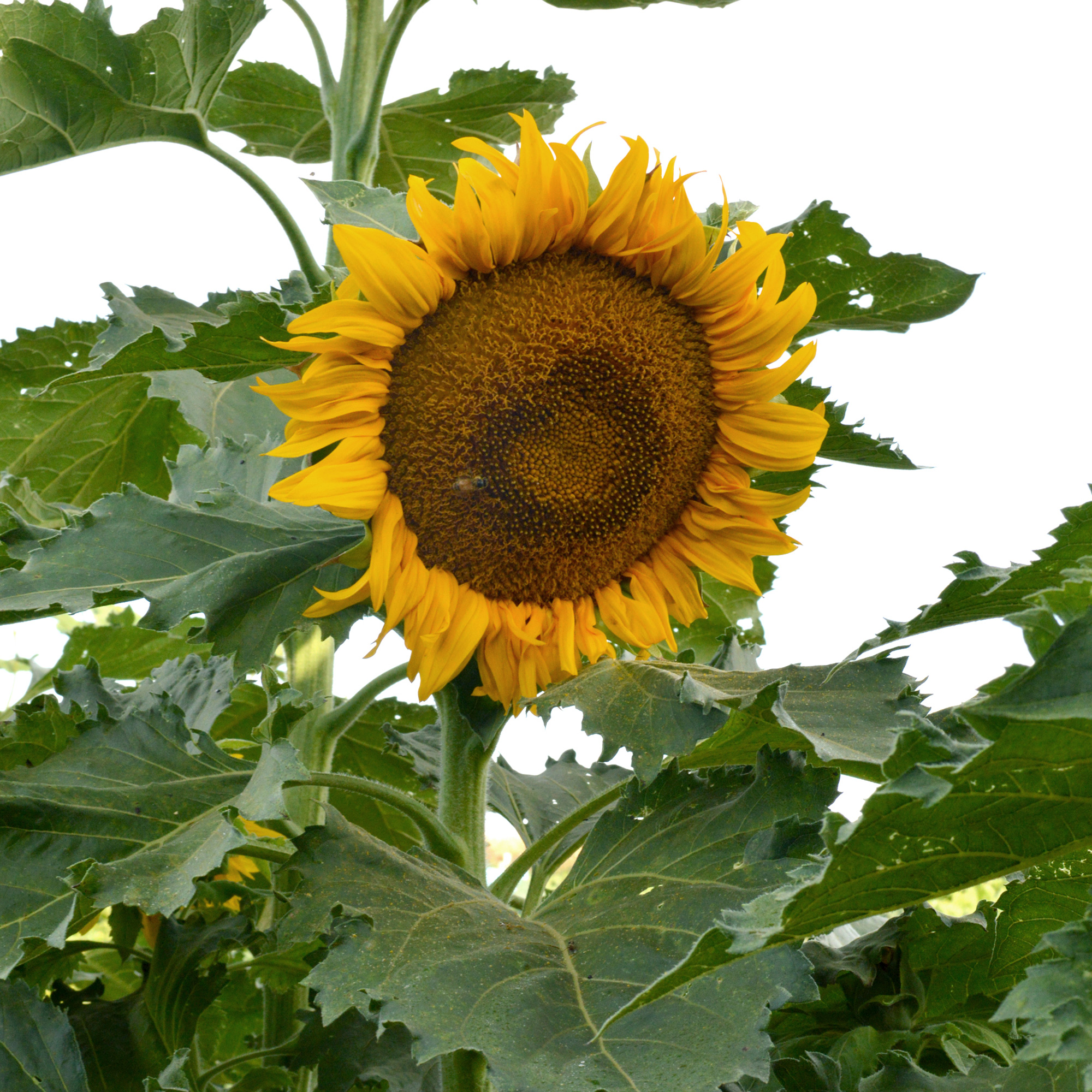 Incredible Dwarf Sunflower Seeds - 4 g Packet - Flower Gardening